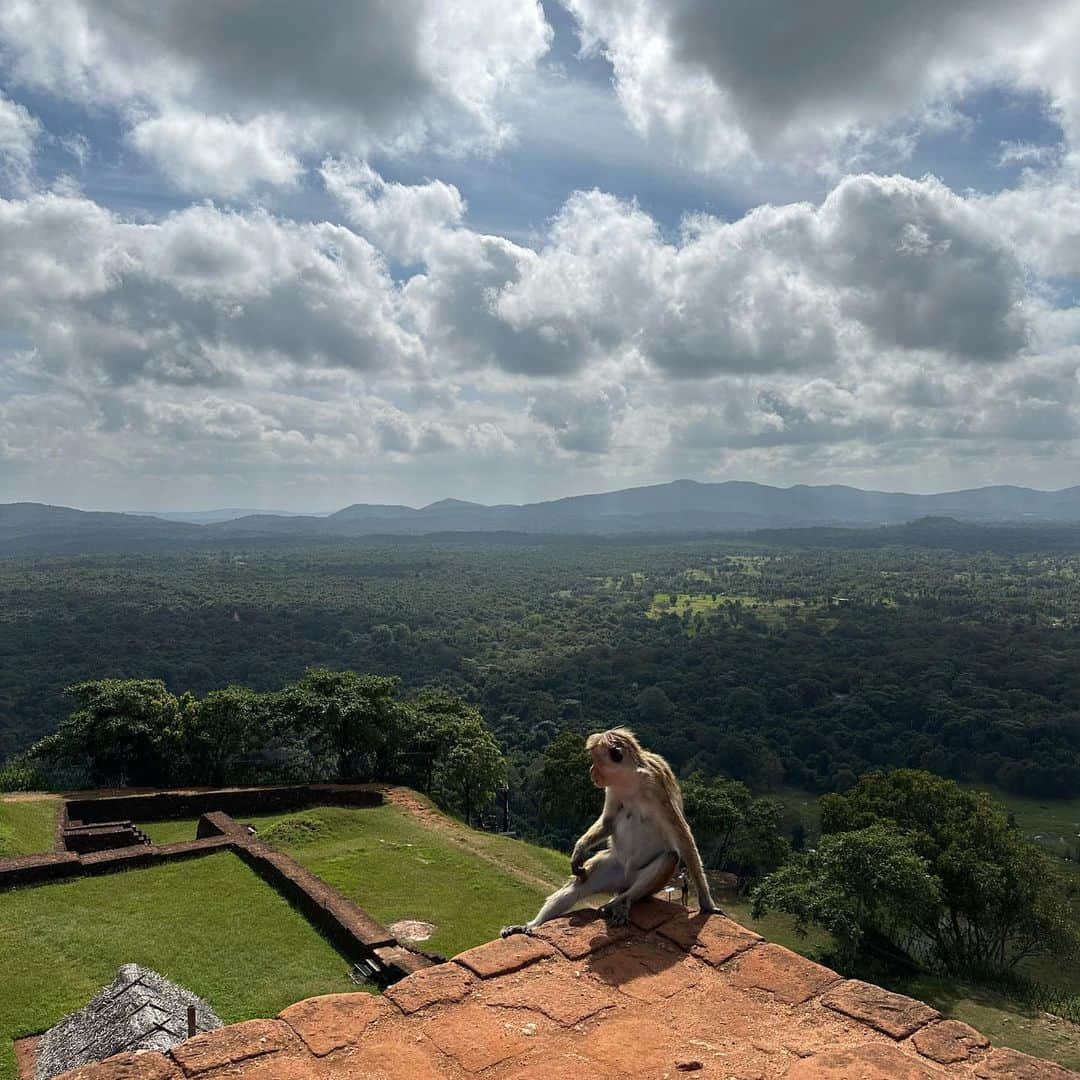 市原彩花さんのインスタグラム写真 - (市原彩花Instagram)「The top of the Sigiriya Rock🪨  シーギリヤロック頂上🪨 頑張って登った先には絶景が✨ 360度ジャングルに囲まれてて素晴らしい眺めだった☺️ 暑いから朝か夕方登るのがオススメ☀️ 入場料はUS$30くらいでカードもルピーも使えるよ👌  スリランカはスリランカルピーの他にUS$も使える💰 カードは使えない所も多いよ💳 レートは国中の銀行ならどこでも同じ！空港で替えちゃお😙 でもルピーからは両替し直せないし、替え過ぎ注意です💰⚠️ そして今スリランカルピーは半額くらいに暴落してるので、外国人からしたらどこも超安い🛍(日本の今の円安のさらにすごいバージョン) スリランカ、今がオススメだよ〜🇱🇰  スリランカツアー @srilankaby_michi  ツアー代表のミチちゃん @michi_1017  スリランカホームステイ @srilankabymichi_homestay   #srilanka#スリランカ#srilankatravel#srilankatrip#スリランカ旅行#スリランカ観光#スリランカ旅行記#シーギリヤロック#シギリヤロック#sigiriya#sigiriyarock#世界遺産#worldheritage#海外旅行 #あーちゃんスリランカ」1月18日 15時47分 - ayaka_ichihara