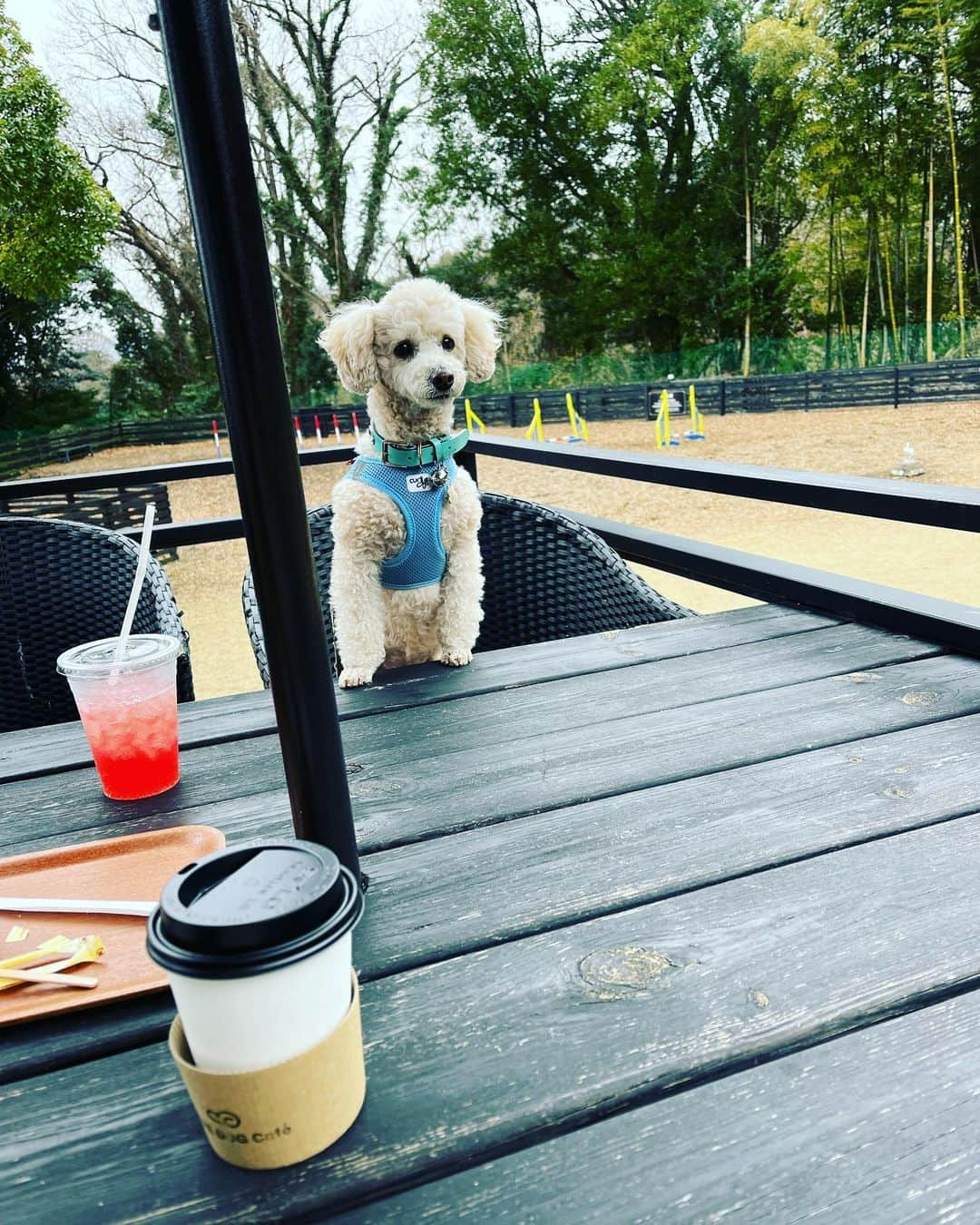 金村義明さんのインスタグラム写真 - (金村義明Instagram)「伊豆高原の定番愛犬の駅でお茶して カインズで買い物して 名物高原餃子🥟塩ラーメン春巻き 甘辛回鍋肉」1月18日 18時27分 - yoshiaki_kanemura