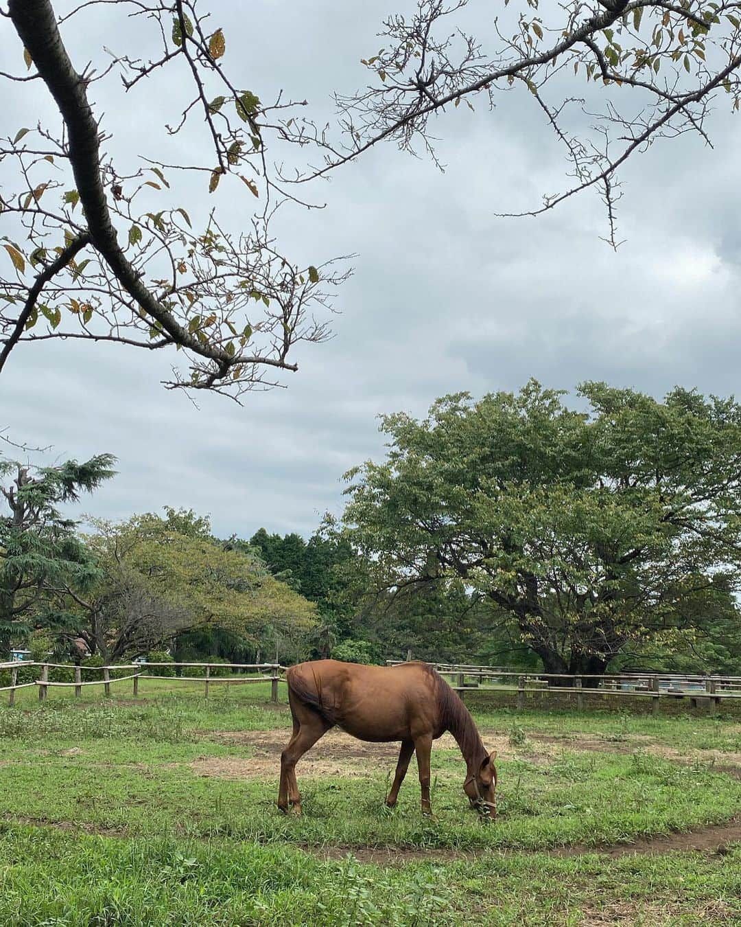 澤本夏輝さんのインスタグラム写真 - (澤本夏輝Instagram)「👣🐾」1月19日 21時56分 - natsukisawamoto_official