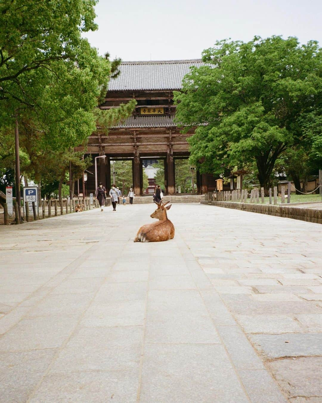 新木優子さんのインスタグラム写真 - (新木優子Instagram)「鹿さん🦌♡  #filmphotography」1月19日 22時14分 - yuuuuukko_