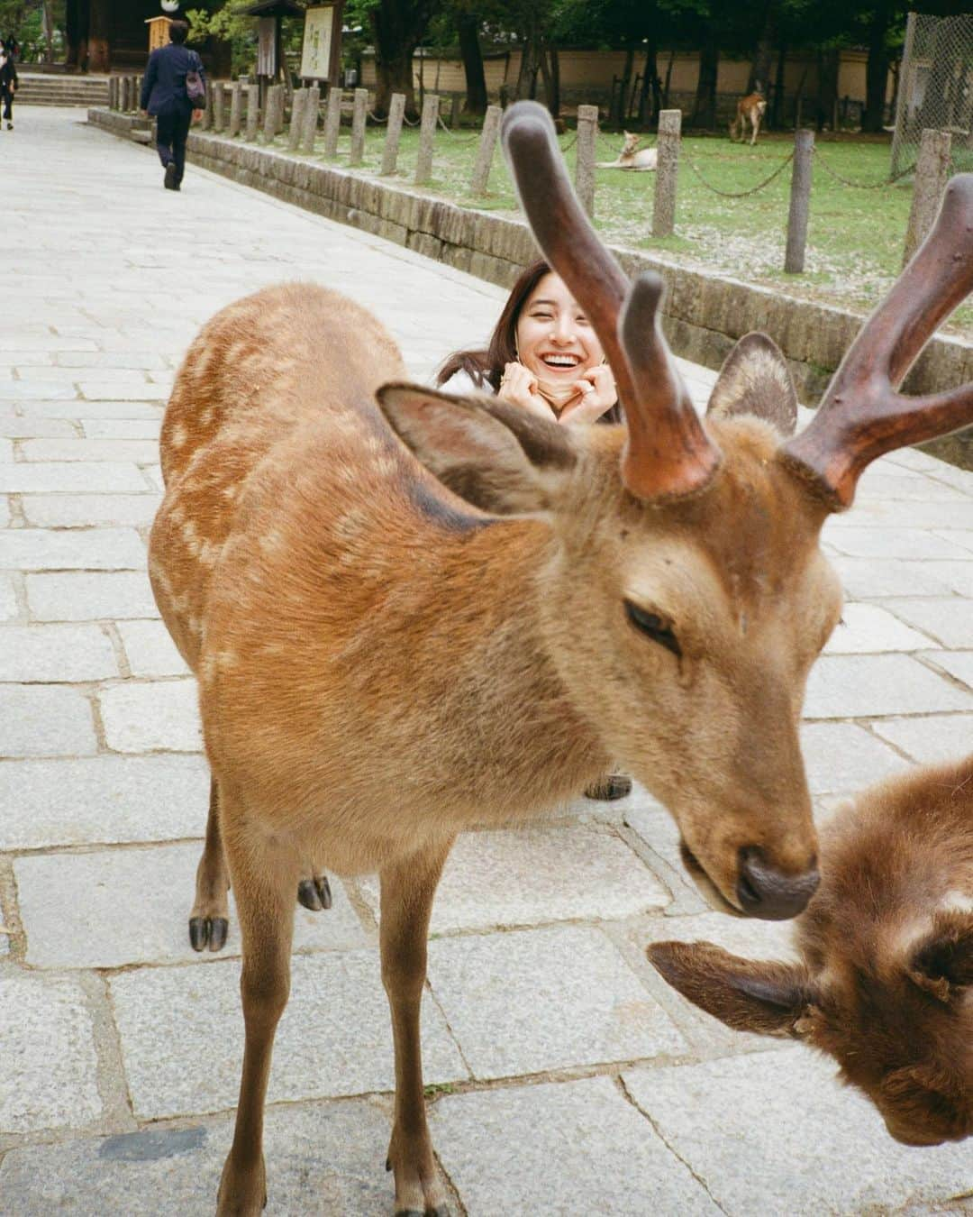 新木優子さんのインスタグラム写真 - (新木優子Instagram)「鹿さん🦌♡  #filmphotography」1月19日 22時14分 - yuuuuukko_