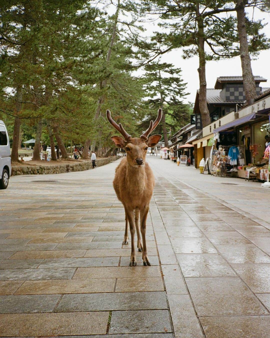 新木優子さんのインスタグラム写真 - (新木優子Instagram)「鹿さん🦌♡  #filmphotography」1月19日 22時14分 - yuuuuukko_