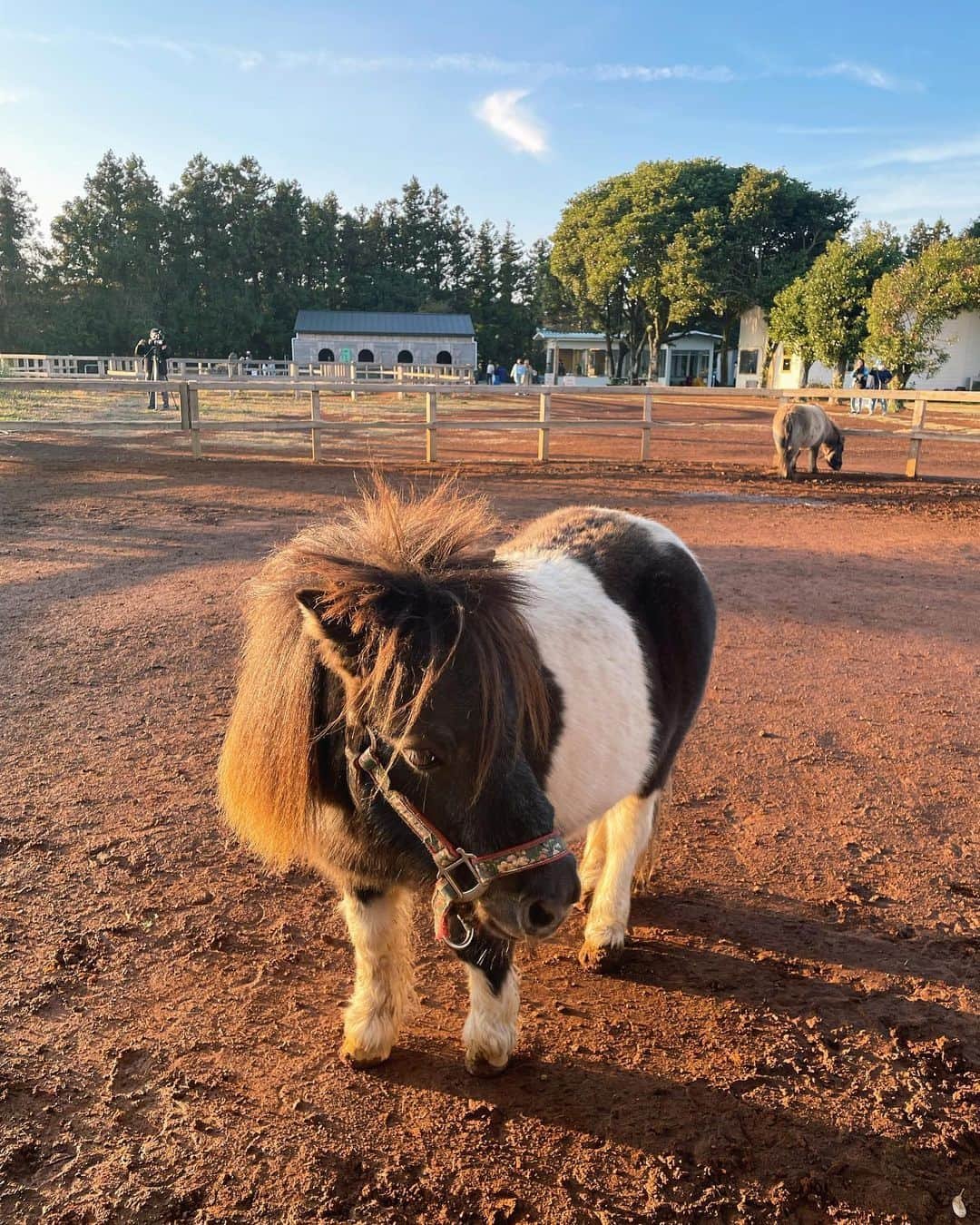 宮脇咲良さんのインスタグラム写真 - (宮脇咲良Instagram)「제주🍊🐴」1月20日 0時18分 - 39saku_chan