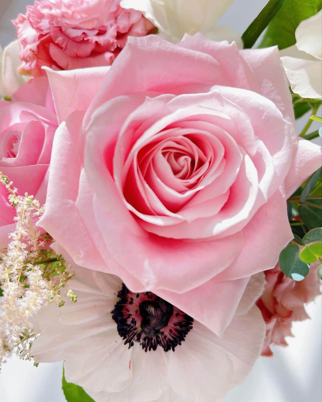 美香さんのインスタグラム写真 - (美香Instagram)「我が家でゆっくり咲き誇ってくれてありがとう🌸🌸🌸✨  お花の写真を撮るのが 息子やTiaを撮るのと同じぐらい 好きです。 朝の光に包まれてお花たちも気持ちよさそう✨  今日もいい１日にしよう！  #癒し💐 #キモチノイイ朝」1月20日 8時08分 - mikaofficial99