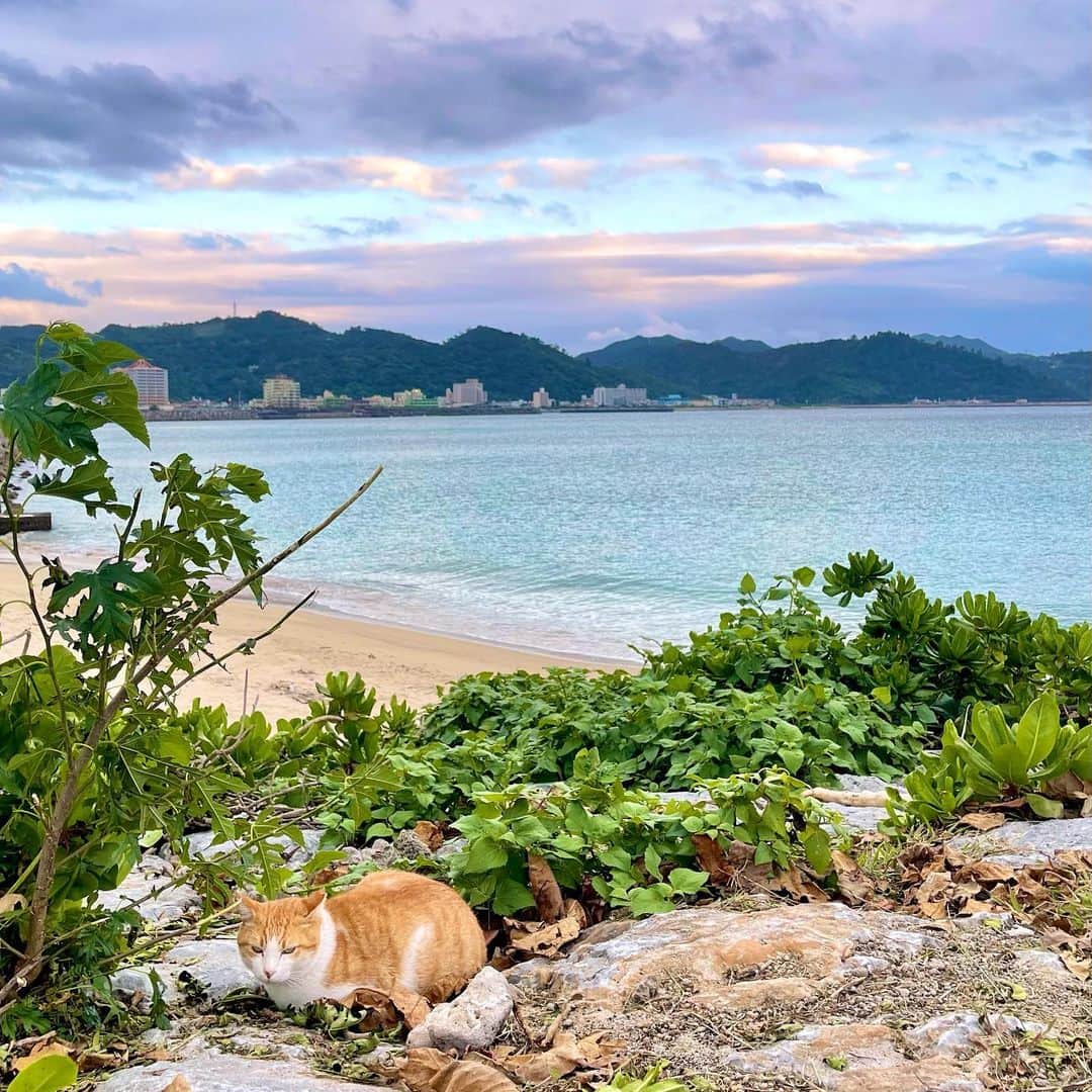九条ねぎ あぴるさんのインスタグラム写真 - (九条ねぎ あぴるInstagram)「There are many cats in Okinawa, the food is delicious, the nature is beautiful, and you can be happy every day💖💖　　  #japan #japanesegirl #japantrip #沖縄」1月20日 19時25分 - negi_kujyo