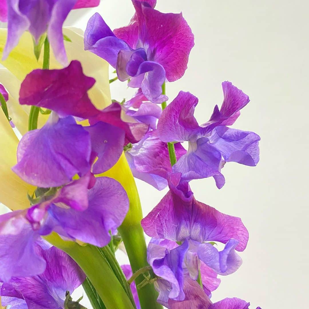 大島璃音さんのインスタグラム写真 - (大島璃音Instagram)「. 今日1/21は、スイートピーの日だそうです！ (この時期が一年でいちばん香りが豊かであること、 またスイートピーの花弁は1枚、2枚、1枚で構成されることにちなんで制定されたそうです)  なんと知らずに！ 今日、この素敵な紫色に惹かれてスイートピーを 選んでいました！！❤︎  白色のカラーを合わせて 紫色が引き立って良かったです💟」1月21日 15時09分 - rinon_ohshima