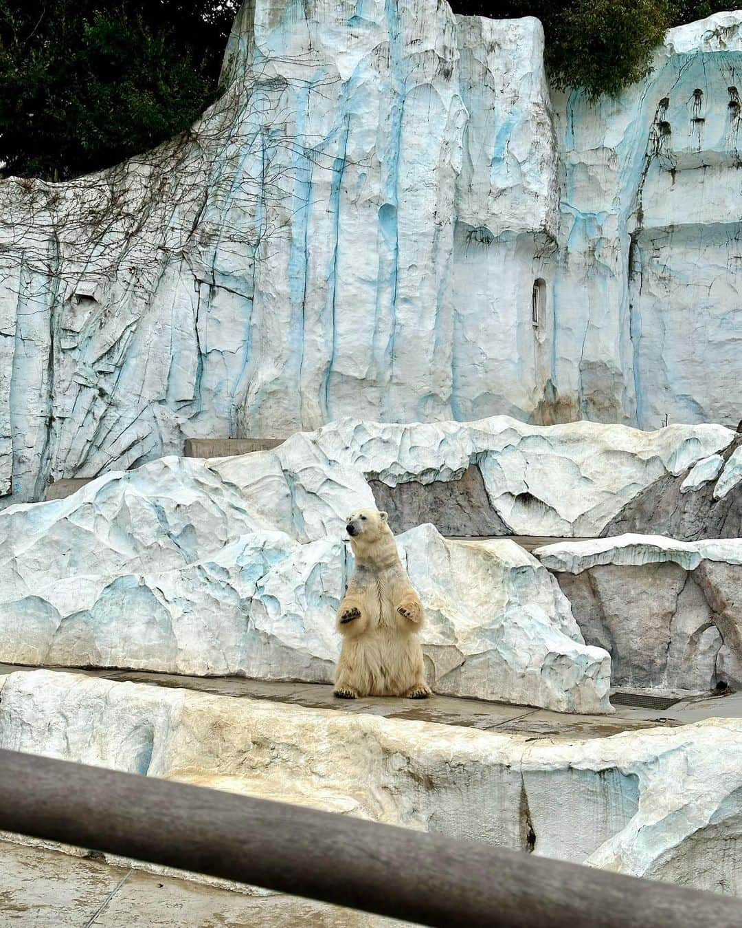 加藤瑠美さんのインスタグラム写真 - (加藤瑠美Instagram)「上野動物園🐼🦒🐻‍❄️🐘🤍  混んでいるかなと思って今まで避けていたのですが 平日伺ったら空いていて広くてとても見やすかった👀 息子はサイがお気に入りのようでした🦏 私は昔プレーリードッグを飼っていたので もう久しぶりに見たら可愛くて可愛くて…🥹🤍 あとはマヌルネコも初めて実物を見られて 思ったより小さくて可愛かった〜…🐈 娘は長く寝てしまったのでまた行きたいな☺️  #uenozoo#上野動物園#年子ママ#東京ママ#男の子ママ#女の子ママ#年子育児#年子ママ#年子兄妹#子連れお出かけ#都内子連れスポット」1月21日 20時11分 - katorubi