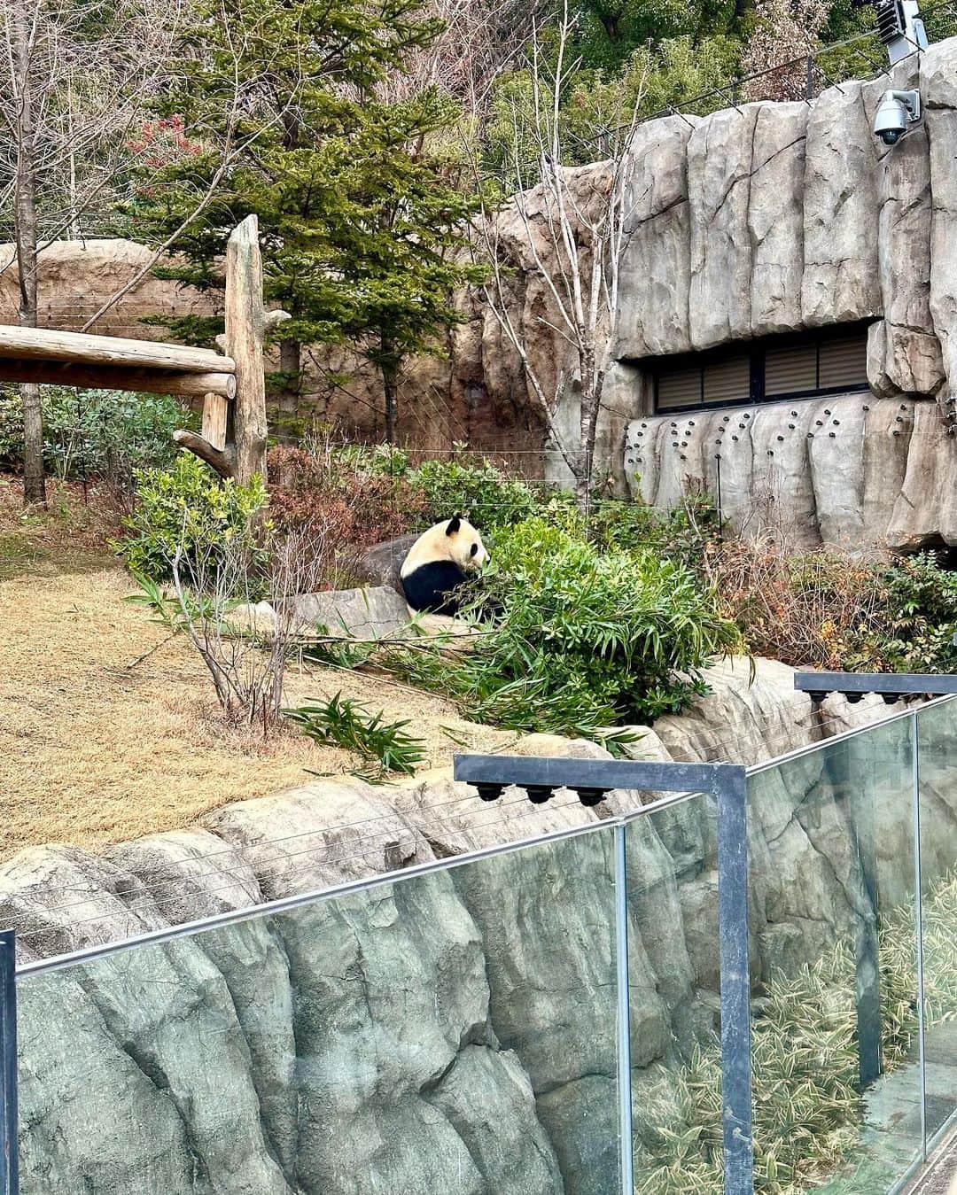 加藤瑠美さんのインスタグラム写真 - (加藤瑠美Instagram)「上野動物園🐼🦒🐻‍❄️🐘🤍  混んでいるかなと思って今まで避けていたのですが 平日伺ったら空いていて広くてとても見やすかった👀 息子はサイがお気に入りのようでした🦏 私は昔プレーリードッグを飼っていたので もう久しぶりに見たら可愛くて可愛くて…🥹🤍 あとはマヌルネコも初めて実物を見られて 思ったより小さくて可愛かった〜…🐈 娘は長く寝てしまったのでまた行きたいな☺️  #uenozoo#上野動物園#年子ママ#東京ママ#男の子ママ#女の子ママ#年子育児#年子ママ#年子兄妹#子連れお出かけ#都内子連れスポット」1月21日 20時11分 - katorubi