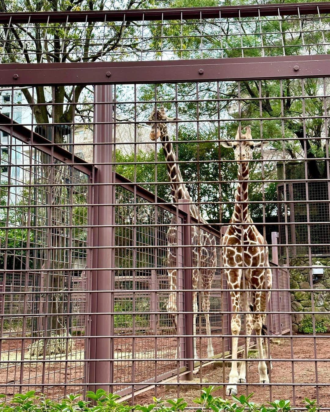 加藤瑠美さんのインスタグラム写真 - (加藤瑠美Instagram)「上野動物園🐼🦒🐻‍❄️🐘🤍  混んでいるかなと思って今まで避けていたのですが 平日伺ったら空いていて広くてとても見やすかった👀 息子はサイがお気に入りのようでした🦏 私は昔プレーリードッグを飼っていたので もう久しぶりに見たら可愛くて可愛くて…🥹🤍 あとはマヌルネコも初めて実物を見られて 思ったより小さくて可愛かった〜…🐈 娘は長く寝てしまったのでまた行きたいな☺️  #uenozoo#上野動物園#年子ママ#東京ママ#男の子ママ#女の子ママ#年子育児#年子ママ#年子兄妹#子連れお出かけ#都内子連れスポット」1月21日 20時11分 - katorubi