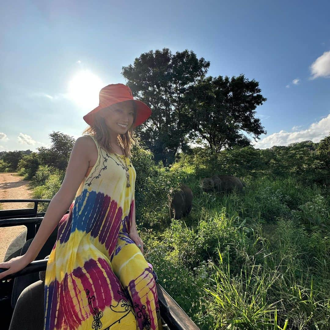 市原彩花さんのインスタグラム写真 - (市原彩花Instagram)「Safari tour🐘 We saw a lot of wild elephants😆  ジープでサファリツアー🐘 サファリで動物探すの夢だったの🥹✨ アフリカまで行かなくてもスリランカで体験出来ちゃう🥰 (スリランカへはシンガポールから4時間、日本からだと8〜10時間✈️)  たくさんのゾウやクジャク、マングースとかを近くで見れて大興奮🥳 風を感じながら動物探すのも楽しかったー☺️  もっと遠いサファリ(ここから車で5時間)だとトラやチーターも見れるから次はそっち行ってみたいな🥰  スリランカツアー @srilankaby_michi  ツアー代表のミチちゃん @michi_1017  スリランカホームステイ @srilankabymichi_homestay   #srilanka#スリランカ#srilankatravel#srilankatrip#スリランカ旅行#スリランカ観光#スリランカ旅行記#シーギリヤロック#シギリヤロック#sigiriya#sigiriyarock#世界遺産#worldheritage#海外旅行#サファリ#サファリツアー#safari#象#elephant#elefantes #あーちゃんスリランカ」1月22日 18時32分 - ayaka_ichihara