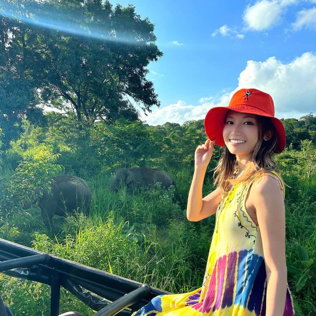 市原彩花さんのインスタグラム写真 - (市原彩花Instagram)「Safari tour🐘 We saw a lot of wild elephants😆  ジープでサファリツアー🐘 サファリで動物探すの夢だったの🥹✨ アフリカまで行かなくてもスリランカで体験出来ちゃう🥰 (スリランカへはシンガポールから4時間、日本からだと8〜10時間✈️)  たくさんのゾウやクジャク、マングースとかを近くで見れて大興奮🥳 風を感じながら動物探すのも楽しかったー☺️  もっと遠いサファリ(ここから車で5時間)だとトラやチーターも見れるから次はそっち行ってみたいな🥰  スリランカツアー @srilankaby_michi  ツアー代表のミチちゃん @michi_1017  スリランカホームステイ @srilankabymichi_homestay   #srilanka#スリランカ#srilankatravel#srilankatrip#スリランカ旅行#スリランカ観光#スリランカ旅行記#シーギリヤロック#シギリヤロック#sigiriya#sigiriyarock#世界遺産#worldheritage#海外旅行#サファリ#サファリツアー#safari#象#elephant#elefantes #あーちゃんスリランカ」1月22日 18時32分 - ayaka_ichihara