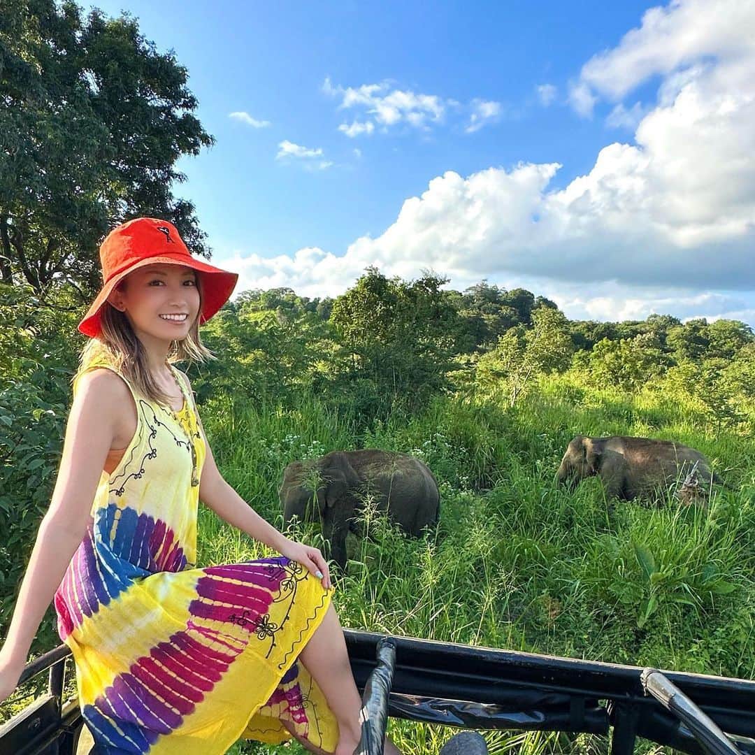 市原彩花さんのインスタグラム写真 - (市原彩花Instagram)「Safari tour🐘 We saw a lot of wild elephants😆  ジープでサファリツアー🐘 サファリで動物探すの夢だったの🥹✨ アフリカまで行かなくてもスリランカで体験出来ちゃう🥰 (スリランカへはシンガポールから4時間、日本からだと8〜10時間✈️)  たくさんのゾウやクジャク、マングースとかを近くで見れて大興奮🥳 風を感じながら動物探すのも楽しかったー☺️  もっと遠いサファリ(ここから車で5時間)だとトラやチーターも見れるから次はそっち行ってみたいな🥰  スリランカツアー @srilankaby_michi  ツアー代表のミチちゃん @michi_1017  スリランカホームステイ @srilankabymichi_homestay   #srilanka#スリランカ#srilankatravel#srilankatrip#スリランカ旅行#スリランカ観光#スリランカ旅行記#シーギリヤロック#シギリヤロック#sigiriya#sigiriyarock#世界遺産#worldheritage#海外旅行#サファリ#サファリツアー#safari#象#elephant#elefantes #あーちゃんスリランカ」1月22日 18時32分 - ayaka_ichihara