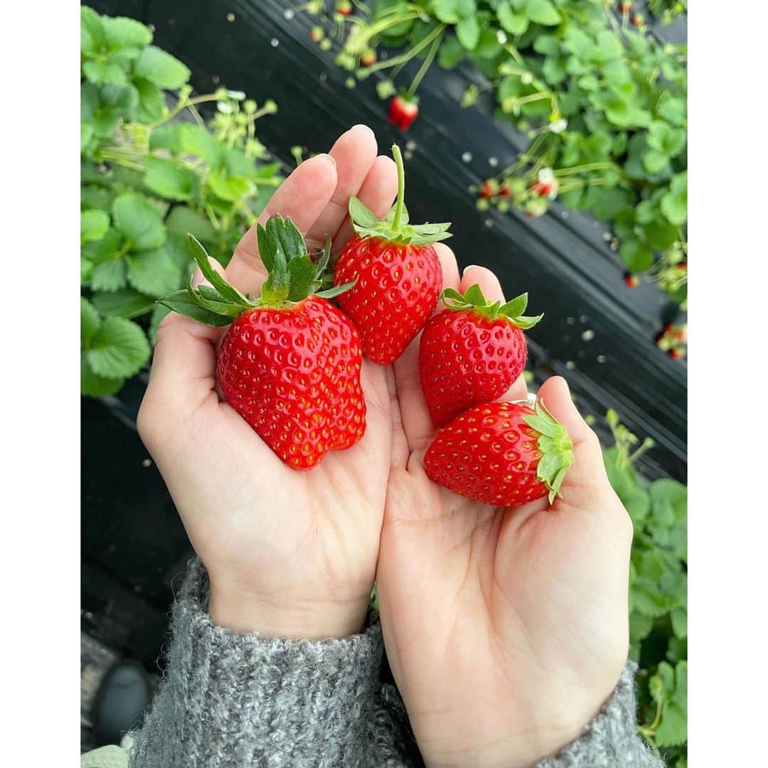 永島優美さんのインスタグラム写真 - (永島優美Instagram)「* いよいよ二番果🤭🍓  #いちご #strawberry  #茨城」1月22日 21時14分 - yuumi_nagashima