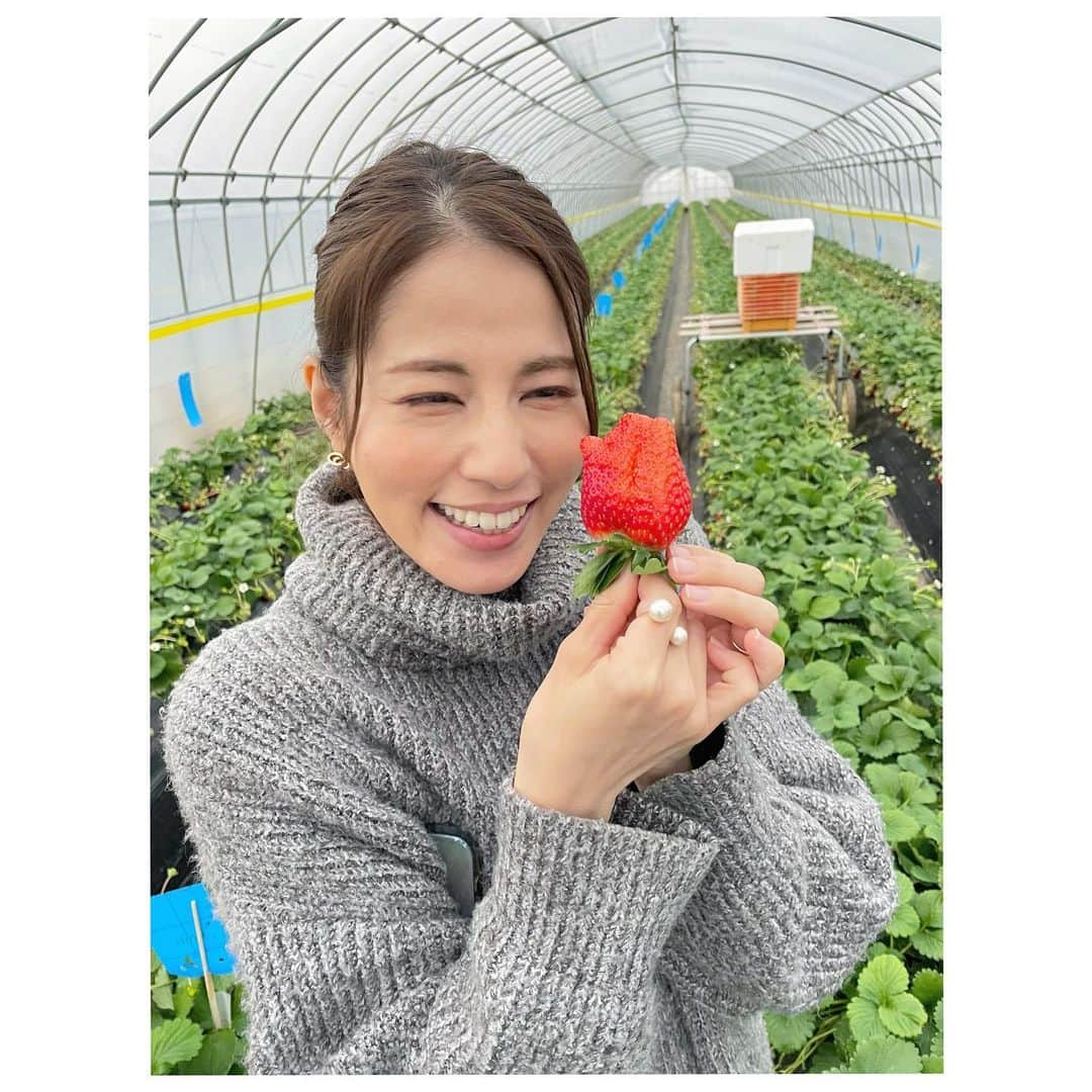 永島優美さんのインスタグラム写真 - (永島優美Instagram)「* いよいよ二番果🤭🍓  #いちご #strawberry  #茨城」1月22日 21時14分 - yuumi_nagashima