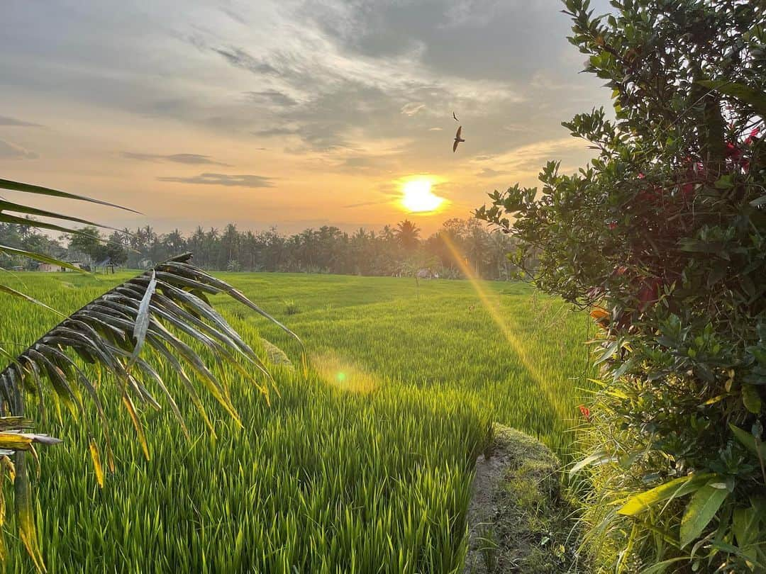 Leslie Camila-Roseさんのインスタグラム写真 - (Leslie Camila-RoseInstagram)「Warning ⚠️: spider in the last pic.  Indonesia 2022  My happy place : in the quietness of the rice fields. Surrounded by fireflies, frogs and roosters.  Waking up before sunrise, chasing my sleep right after sunset… Following clouds to avoid showers. But laughing when ending up in the rain. Listening to insects I’ve never met before. Meeting locals who introduce me to a whole new world. Avoiding humans with cellphones near by… escaping who I once was. Crying when counting the number of real estate developments. Questioning culture appropriation when joining a group of “chanting” meditation. And leaving the room because it starts to itch and feels somewhat wrong for the first time in two decades. Deconstructing belief systems fed by capitalism. Feeling guilty of being part of conformism. Separating spirituality from trends. Realizing my “conscious” prism is just another very very closed box. Understanding critical thinking is as important as an open heart. Blaming Instagram for ruining what once was. Shaming myself for being an active part of it. Returning to my being with a few layers behind. Trying to decondition myself in a highly conditioned environment lately… a touristic Bali who managed to keep its soul because of its loving people and strong culture despite the occidental waves of expats who not only brought their food diet to the island but also consumerism and wellness schemes hidden behind pop spirituality…  Returning (again and again) to where a long journey started 14 years ago. And this time see things clearly. Being aware that nothing is as it seems. Ever. And it’s up to us to keep an open mind and a loving heart. And above all know when to stop to finally grow.  Onwards. #deconditioned #tourism #conspirituality #cultureappropriation #poppsychology」1月22日 21時27分 - leslie_coutterand