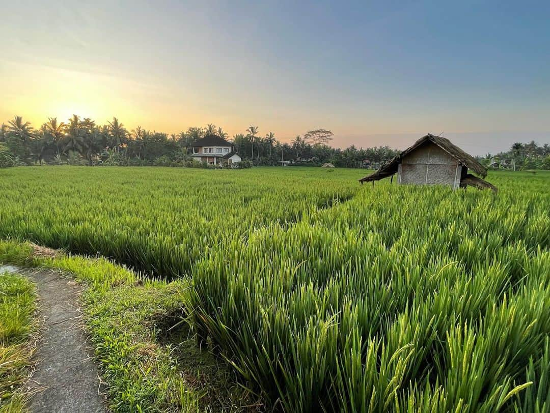 Leslie Camila-Roseさんのインスタグラム写真 - (Leslie Camila-RoseInstagram)「Warning ⚠️: spider in the last pic.  Indonesia 2022  My happy place : in the quietness of the rice fields. Surrounded by fireflies, frogs and roosters.  Waking up before sunrise, chasing my sleep right after sunset… Following clouds to avoid showers. But laughing when ending up in the rain. Listening to insects I’ve never met before. Meeting locals who introduce me to a whole new world. Avoiding humans with cellphones near by… escaping who I once was. Crying when counting the number of real estate developments. Questioning culture appropriation when joining a group of “chanting” meditation. And leaving the room because it starts to itch and feels somewhat wrong for the first time in two decades. Deconstructing belief systems fed by capitalism. Feeling guilty of being part of conformism. Separating spirituality from trends. Realizing my “conscious” prism is just another very very closed box. Understanding critical thinking is as important as an open heart. Blaming Instagram for ruining what once was. Shaming myself for being an active part of it. Returning to my being with a few layers behind. Trying to decondition myself in a highly conditioned environment lately… a touristic Bali who managed to keep its soul because of its loving people and strong culture despite the occidental waves of expats who not only brought their food diet to the island but also consumerism and wellness schemes hidden behind pop spirituality…  Returning (again and again) to where a long journey started 14 years ago. And this time see things clearly. Being aware that nothing is as it seems. Ever. And it’s up to us to keep an open mind and a loving heart. And above all know when to stop to finally grow.  Onwards. #deconditioned #tourism #conspirituality #cultureappropriation #poppsychology」1月22日 21時27分 - leslie_coutterand