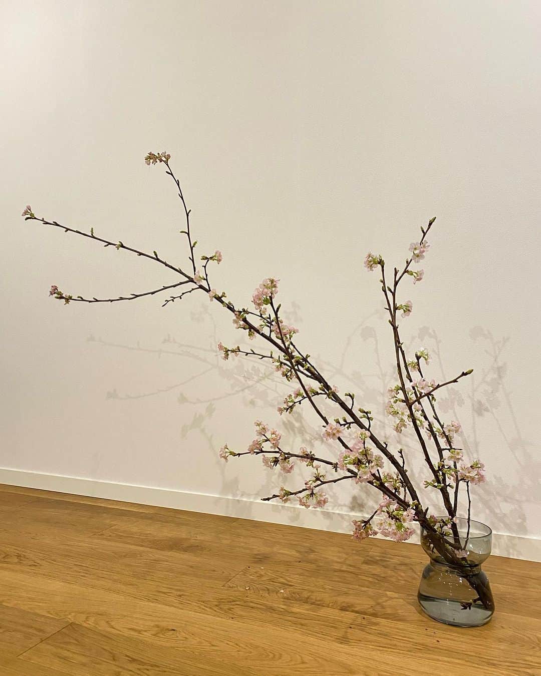 鈴木保奈美さんのインスタグラム写真 - (鈴木保奈美Instagram)「寒い寒い日であった。撮影に使った桜の枝をいただいてきて、部屋がちょっぴりの春になった。」1月25日 17時27分 - honamisuzukiofficial
