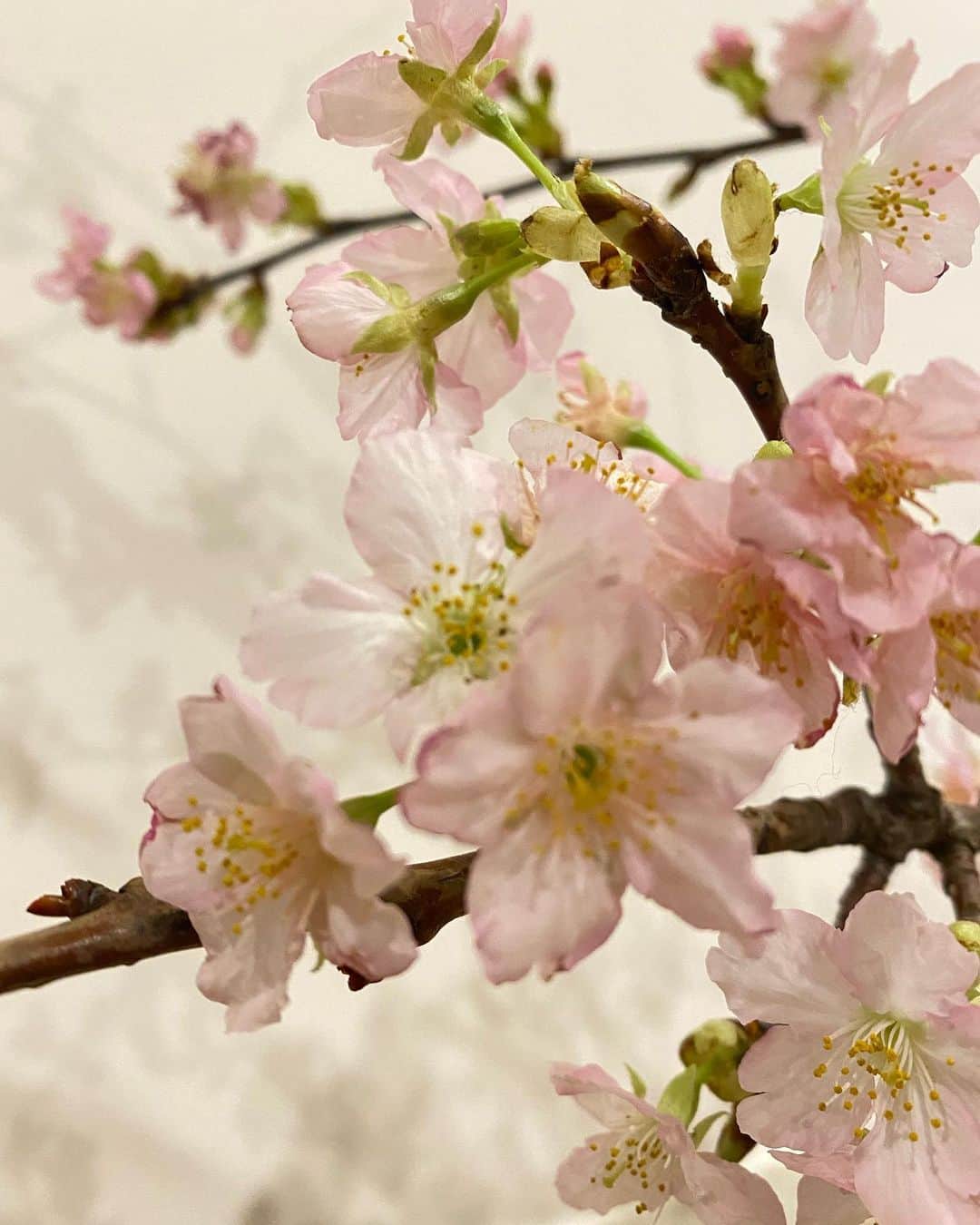 鈴木保奈美さんのインスタグラム写真 - (鈴木保奈美Instagram)「寒い寒い日であった。撮影に使った桜の枝をいただいてきて、部屋がちょっぴりの春になった。」1月25日 17時27分 - honamisuzukiofficial