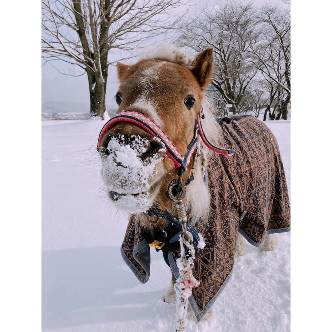 紗栄子さんのインスタグラム写真 - (紗栄子Instagram)「今日の @nasufarmvillage は雪景色です☃️🤍  定休日なので、雪が好きなこまめ🐴やあんず🐶とあずき🐶は大喜びで遊んでいたみたい☃️❄️💘  明日も強い冬型の気圧配置が続くみたいなので、雪道運転に慣れていない方は、安全を最優先し、運転を控えましょうね😌🤲🏻☃️❄️」1月25日 20時11分 - saekoofficial