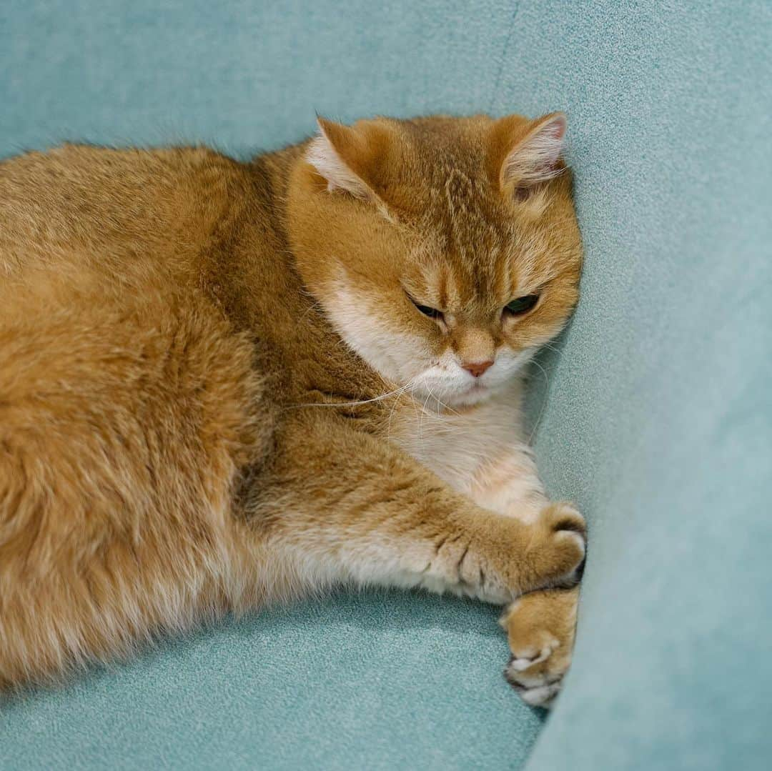 Hosicoさんのインスタグラム写真 - (HosicoInstagram)「I got a new armchair today 🛋️」1月26日 18時38分 - hosico_cat