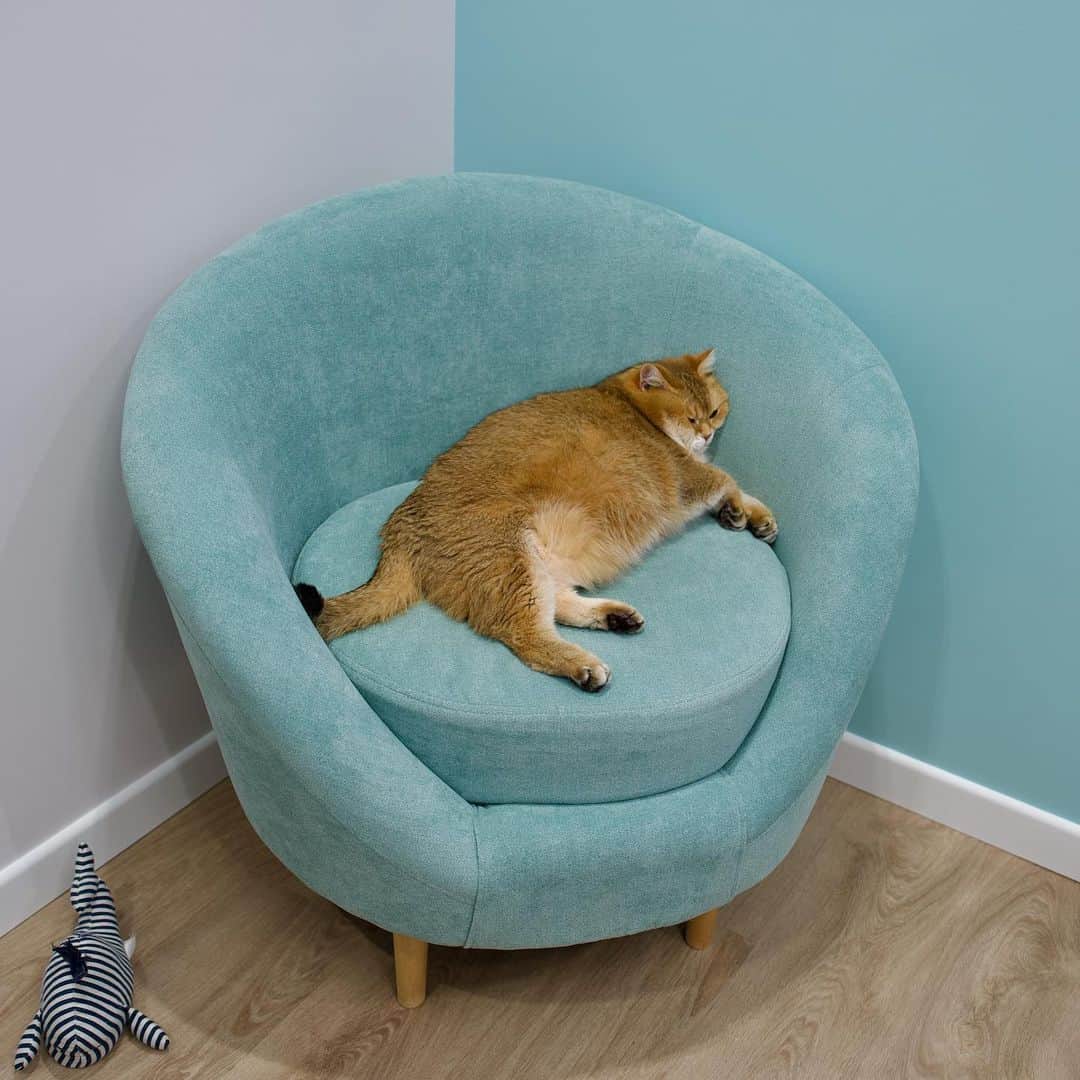 Hosicoさんのインスタグラム写真 - (HosicoInstagram)「I got a new armchair today 🛋️」1月26日 18時38分 - hosico_cat