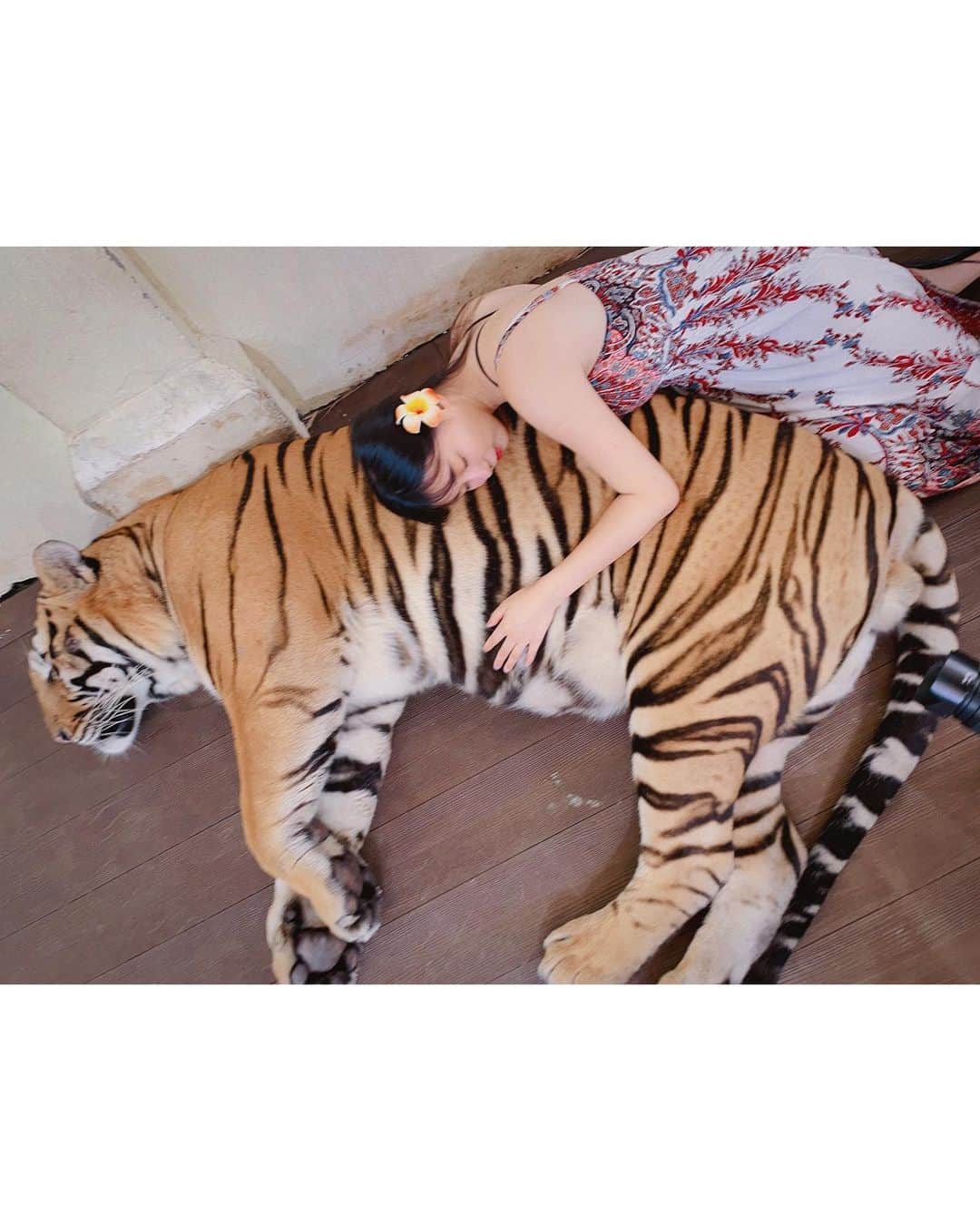 我妻ゆりかさんのインスタグラム写真 - (我妻ゆりかInstagram)「タイで虎に触りました！  念願の……！！タイガーとの触れ合い🐯✨  実は私は動物の中で  ライオンと虎が1番好きです！🦁🐯🔥  大きくて凶暴な感じが凄くたまらんとなっております……！❤️  日本は餌をあげることしかできず ずっと物足りなかったので  タイに行ったら絶対にしたかった……！  めちゃくちゃ可愛かった…🥰  私は1人で行ったのでフォトグラファー有りのプランをオプションで付けました！  めちゃくちゃ写真集みたいな写真を撮ってくれて、更にスマホにデータをすぐに入れてくれて とても良かったです！  2匹のトラと一緒に撮ってもらって、体感20分くらいでした！  スタッフの皆さんとても優しくて、 最高の思い出になりました✨  ありがとうございました！🫶🇹🇭  #グラビア  #グラビアアイドル #アイドル #ポートレート #portrate #タイ旅行  #タイ  #プーケット #タイガーキングダム」1月29日 0時50分 - wagatsuma_yurika