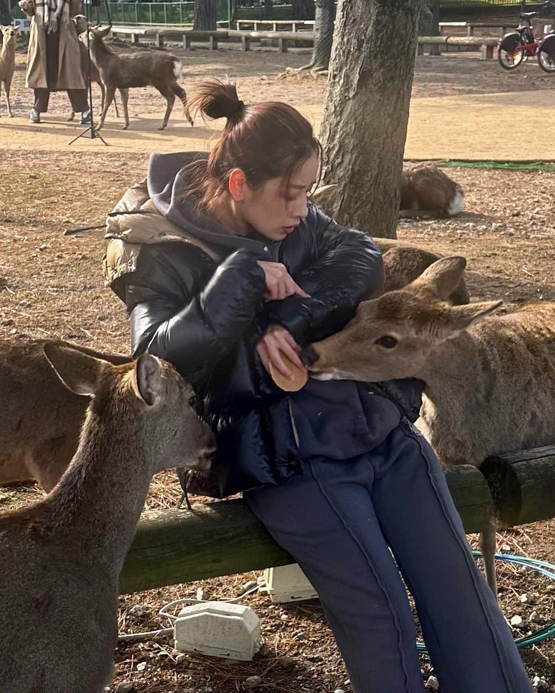 Chi Puさんのインスタグラム写真 - (Chi PuInstagram)「Pupu being attacked by deer 🦌🦌🦌」1月29日 11時33分 - chipupu