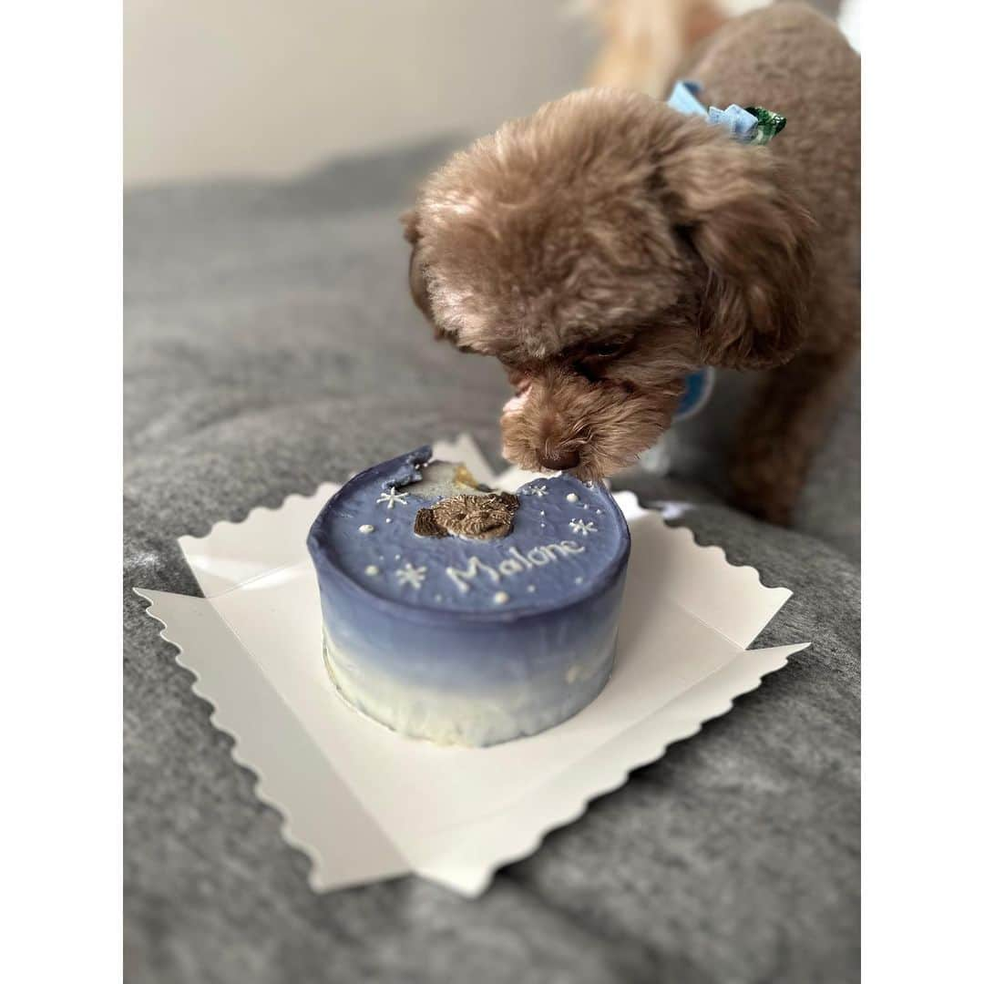 水崎綾女さんのインスタグラム写真 - (水崎綾女Instagram)「Malone 🌰🌰🌰 Happy 2nd birthday🎂  生まれてきてくれて 毎日幸せにしてくれてありがとう。 まろんの最後まで全力で愛してる❤︎  2歳のお誕生日ケーキは、似顔絵入りのをお願いしました。 マロンのシルバーっぽいブラウンを絶妙に描いてくれました🥰 可愛すぎるぅぅぅ。  食べムラがあるタイプだけど、ぱくぱく食べてたのでよほど美味しかったんだろうなぁ◡̈♥︎ また3歳もお祝いしようね！！  PR @gateau_dog #gateaudog #ガトードッグ #ドッグケーキ #犬用ケーキ #犬ケーキ #愛犬誕生日 #ケーキ #🎂 #dog #dogsofinstagram #dog #いぬすき #お祝い #2歳 #2ndanniversary  #2ndbirthday」1月29日 15時39分 - misakiayame