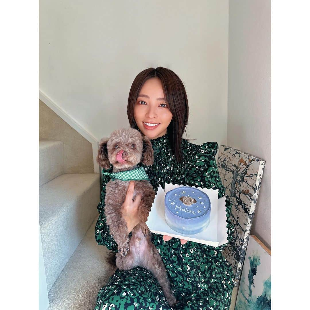 水崎綾女さんのインスタグラム写真 - (水崎綾女Instagram)「Malone 🌰🌰🌰 Happy 2nd birthday🎂  生まれてきてくれて 毎日幸せにしてくれてありがとう。 まろんの最後まで全力で愛してる❤︎  2歳のお誕生日ケーキは、似顔絵入りのをお願いしました。 マロンのシルバーっぽいブラウンを絶妙に描いてくれました🥰 可愛すぎるぅぅぅ。  食べムラがあるタイプだけど、ぱくぱく食べてたのでよほど美味しかったんだろうなぁ◡̈♥︎ また3歳もお祝いしようね！！  PR @gateau_dog #gateaudog #ガトードッグ #ドッグケーキ #犬用ケーキ #犬ケーキ #愛犬誕生日 #ケーキ #🎂 #dog #dogsofinstagram #dog #いぬすき #お祝い #2歳 #2ndanniversary  #2ndbirthday」1月29日 15時39分 - misakiayame