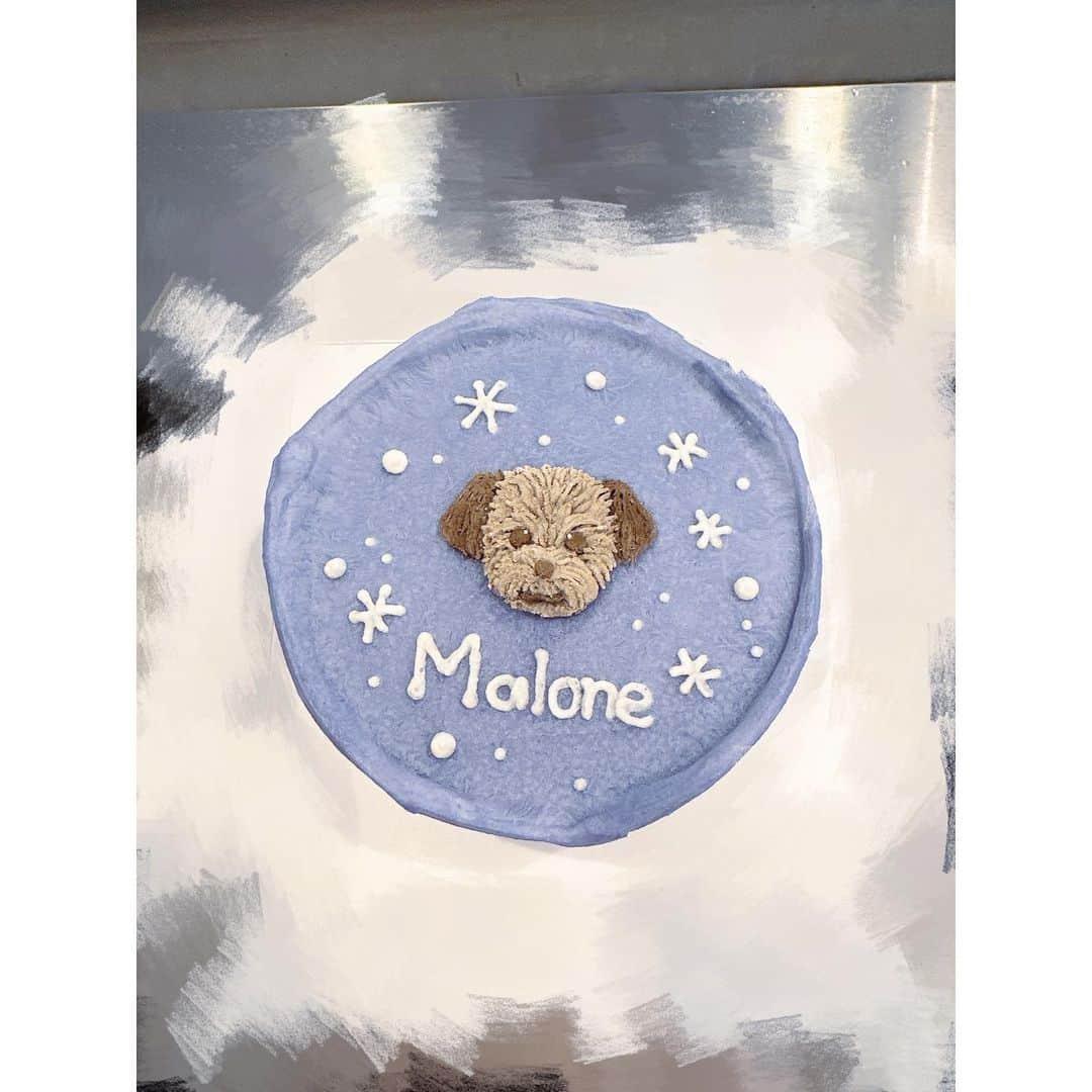 水崎綾女さんのインスタグラム写真 - (水崎綾女Instagram)「Malone 🌰🌰🌰 Happy 2nd birthday🎂  生まれてきてくれて 毎日幸せにしてくれてありがとう。 まろんの最後まで全力で愛してる❤︎  2歳のお誕生日ケーキは、似顔絵入りのをお願いしました。 マロンのシルバーっぽいブラウンを絶妙に描いてくれました🥰 可愛すぎるぅぅぅ。  食べムラがあるタイプだけど、ぱくぱく食べてたのでよほど美味しかったんだろうなぁ◡̈♥︎ また3歳もお祝いしようね！！  PR @gateau_dog #gateaudog #ガトードッグ #ドッグケーキ #犬用ケーキ #犬ケーキ #愛犬誕生日 #ケーキ #🎂 #dog #dogsofinstagram #dog #いぬすき #お祝い #2歳 #2ndanniversary  #2ndbirthday」1月29日 15時39分 - misakiayame