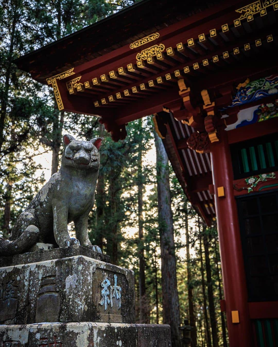 SHOCK EYEさんのインスタグラム写真 - (SHOCK EYEInstagram)「今年も三峯神社に初詣してきました🙏✨  いつきても凛とした佇まい。 澄みきった空気、木々のパワーを感じながらの参拝でした。  本殿や石畳の龍、夫婦杉はもちろん素晴らしいけれど、 是非、訪ねて欲しいところは、ご眷属であるオオカミが祀られている遠宮（御仮屋）。  鳥居をくぐり階段を上りきるとたくさんのオオカミの石像があって、明らかに他とは違う空気。 あの”もののけ姫”に登場する白い犬神モロのモデルにもなった大口真神が祀られている。  あらゆるものを祓い清め、さまざまな災いを除くと言われるオオカミの神様。  是非その力を感じに行ってみてね✨  そして本年もどうぞよろしくお願いします🙏✨  #三峯神社 #mitsumineshrine #奥秩父 #パワースポット #shrine #japantravel #japantrip #canon #canonR5 #beautifuldestinations #discoverjapan #discoverearth #voyaged #awesome_photographers #IamATraveler #wonderful_places #japanphoto #japanphotography #japan_of_insta #livingonearth #theglobewanderer」1月29日 17時14分 - shockeye_official