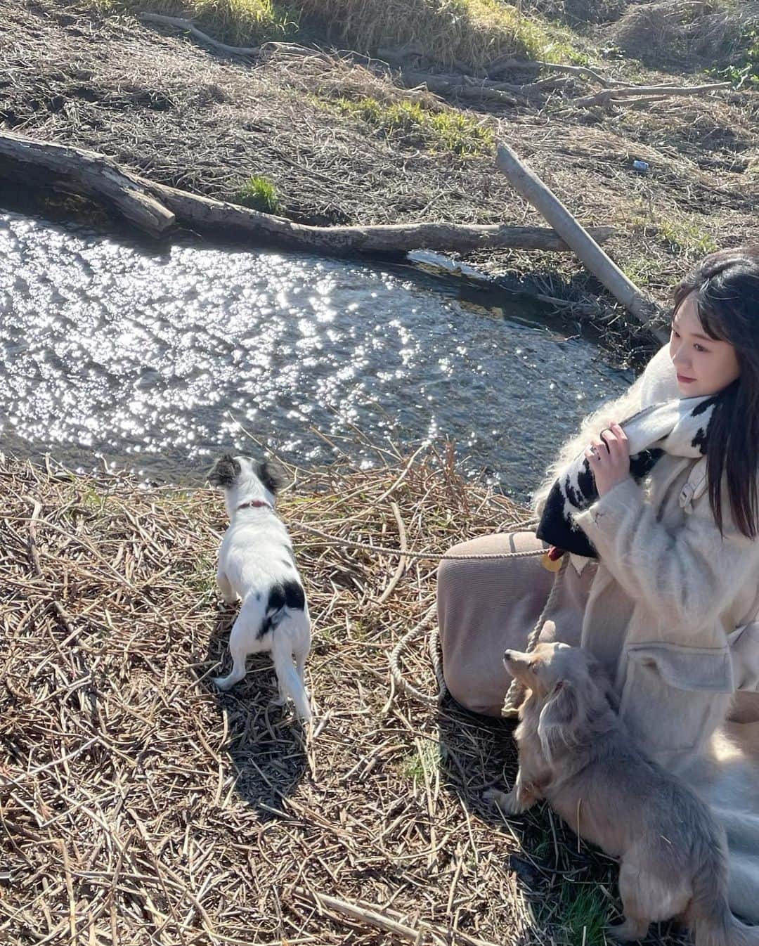 西川瑞希（みずきてぃ）さんのインスタグラム写真 - (西川瑞希（みずきてぃ）Instagram)「素直で純粋なわんこたちに毎日とっても癒される//  朝、目覚めると嬉しそうに尻尾ふりっふりで"おはよ〜"ってしてくれるはじまりも  お外に行く準備をしていると"お散歩〜？"ってるんるんしながら喜んでいるところも、  おうちのどこにいてもついてきてくれるところも、キラキラおめめでおすわりしながら待っている大好きなご飯タイムも、  まいにち見せてくれる色んな表情がかわいくて仕方ないし、喜んだり、おねだりしたり、甘えん坊したり、拗ねたり、いじけたり、全身でアピールしてくれる姿がものすごく愛おしい…🐩  家族じかん。一緒にいるだけでただただしあわせっ♡  #mybaby #today #happyday #お散歩 #愛犬との暮らし #愛犬 #ティアリリー」1月29日 20時08分 - mizuki_nishikawa_