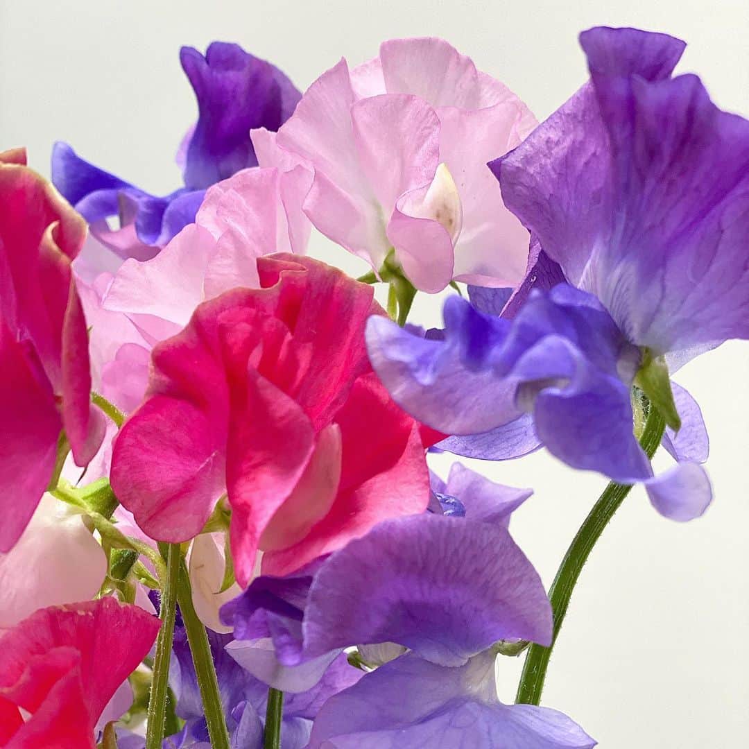 大島璃音さんのインスタグラム写真 - (大島璃音Instagram)「.  昨日、試験終わり早速お花を買いに💐  前回の素敵な紫色のスイートピーが長持ちしてくれたので ピンク色の可愛いスイートピーを沢山仲間に💕  フリルが可愛くて色んな角度から接写しました📷 そして前を通るたびに良い香りがします♡  寒い日が続いていますが、 気持ちを明るくしてくれます🪄 暖かくして体調に気をつけて過ごしていきましょうね〜」1月30日 14時54分 - rinon_ohshima