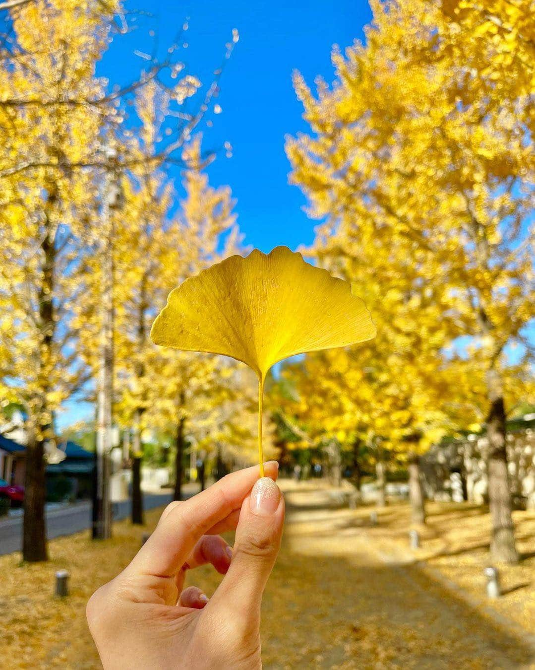 美女naviさんのインスタグラム写真 - (美女naviInstagram)「【美女navi ☻*】銀杏並木🍁⠜ * * 今回ご紹介させていただく方は❤️ Mana さん ▶️▷ @mana.tcy  * * # Repost . . こんにちは☺️  すこし前の銀杏並木🐾 . . Mana さん のアカウントには 他にも素敵な投稿が(*´﹀`) ぜひ覗いてみてくださいね🧡  * * * 美女navi掲載希望の方は⇒ @bijo_navi ❤️と # 美女navi 、# 美女ナビ タグ付け * 10代限定姉妹アカウント 美少女navi掲載希望の方は⇒ @bishojo_navi 💛と # ビショウジョナビ タグ付け * お願いします✨✨ * * 次回もお楽しみに...😍 * * #銀杏並木 #紅葉 #綺麗な景色 #黄色コーデ #イエローコーデ #暗髪 #暗髪カラー #ストレートヘア #ロングヘア #さらさらヘアー #アイメイク #ヘアケア #スタイル抜群 #モデル体型 #ミモレ丈 #スカートコーデ  #赤リップ #エレガント #休日の過ごし方 #女子力アップ #女子力向上 #ナチュラルメイク #美意識 #美意識向上 #お散歩コーデ #お出かけスポット」1月31日 9時00分 - bijo_navi