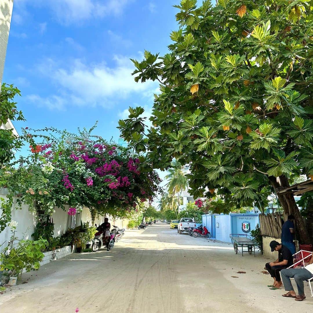 市原彩花さんのインスタグラム写真 - (市原彩花Instagram)「Maafushi Island, Maldives🏝  モルディブのマーフシ島🏝 高級リゾートのイメージがあるモルディブで、安く行けるローカル島🐠  リゾート島だと水上コテージが1泊安くても6万〜数百万、島までの送迎もボートだと一人2.3万〜水上飛行機だと5.5万円以上することも。 でもマーフシ島なら宿1万円以下、送迎フェリーも片道35分$25(¥3200)か、1時間半の船だと$3(¥400)で行けちゃう🥹✨  もちろん1島1ホテルのリゾート島とは全く違う雰囲気だけど、安くモルディブを味わえてとても良い💙 個人的にはリゾート島の方がテンション上がるので(金額が全然違うしそりゃそうw)、マーフシ3泊リゾート3泊とかでも旅費が安く抑えられていいと思う😊  私達はスリランカ行きのスリランカ航空の飛行機に+1万円でモルディブも付けれたので来てみた😆 10日くらい休み取れるならスリランカ+モルディブ旅行も安くまとめれていいと思う✨ (スリランカは広いので5泊以上推奨。私たちは7泊したよ) スリランカ⇄モルディブは1時間半✈️  ダイビングやマリンアクティビティも安いのでたくさん遊べる🐠 次はマンタやサメと泳げるツアーに行ってみたい😍 (次予約したいツアー会社→ @shadowpalmmaldives )  島は歩いて一周できるくらい小さくて、宿や夜中まで開いてるレストランがたくさん🏝 @moonlightmaldives ってお店がオシャレだし美味しかった😊 カード払いだと4%も追加で取るお店が多かったのでドル多めに持っていこう💰  モルディブにはリゾート島以外でお酒は売ってないし持ち込みもダメなので(空港で没収されて帰国するとき返却される)、マーフシ島だと海の上のボートレストランでは飲めるみたい🍸 うちらは予約したけど迎えのボートが来なかったから諦めたよ🤣なんなん🤣  日本からリゾート島行くと二人でトータル100万円くらいかかってしまうので(Tax23%くらいかかる)、マーフシと組み合わせて賢く遊ぶのもあり👍 オールインクルーシブにしないだけでも結構安くなる🍽  入出国の時はウェブ登録してQRコードが必要なので、あらかじめやっておこう🙆‍♀️(リンクはストーリーハイライトに) モルディブは基本的にどこも電波弱め😌 日常を忘れて海に癒されのんびりする国って感じです☺️  #私が世界一テンション上がる国 #モルディブ#Maldives#マーフシ#マーフシ島#maldivesislands#maafushi#beach#水着#ビキニ#bikini#swimsuit#bajurenang#japanesegirl#bikinigirl#bikinimodel#海外旅行#海外移住#モルディブ旅行#モルディブ観光#maldivestrip#maldiveslovers#maldivestravel #あーちゃんモルディブ  #あーちゃんスリランカ」1月31日 12時56分 - ayaka_ichihara