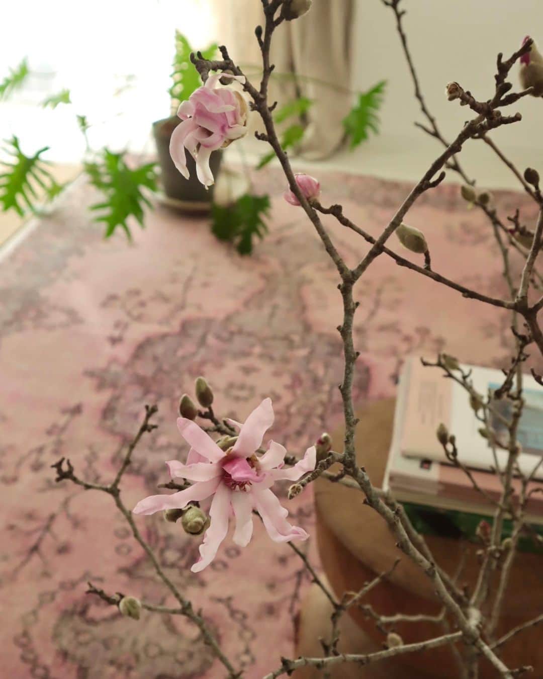 masakiさんのインスタグラム写真 - (masakiInstagram)「tue.31 Jan.2023 おはよう お部屋ぽかぽかで 姫こぶしの花が咲きました。 ピンクってかわいい♡ おばさんになっても好きです、ピンク。」1月31日 13時51分 - mogurapicassowols