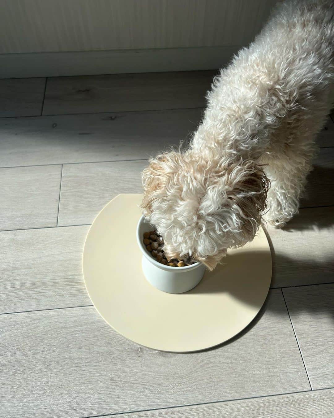 山田菜々さんのインスタグラム写真 - (山田菜々Instagram)「ゆきこまのこの可愛いごはんの お皿を作っている @nune.jp から 犬猫ちゃんの最低限の口臭ケアができるサプリメントをプレゼントしていただきました🐾  白い砂糖のようなふりかけのようなものを ごはんの上にかけてます🤔  歯磨きが苦手な犬や猫たちが 最低限のケアができるように考えられていて お腹からもお口のサポートができることにこだわってるみたいです...！  ゆきこまももう3歳と2歳👑 人間と一緒で腸からもケアできたら良き☺️♡ 犬は歯の病気も多いから大切にしてあげたいところ...！  ペロペロ舐めていて、体調も変わりないし気に入ってそうなのでなくなるまであげてみる〜😎！！  @ryuto.sat さんありがとうございます〜☺️🫰🏻」1月31日 15時21分 - tannana.yamada