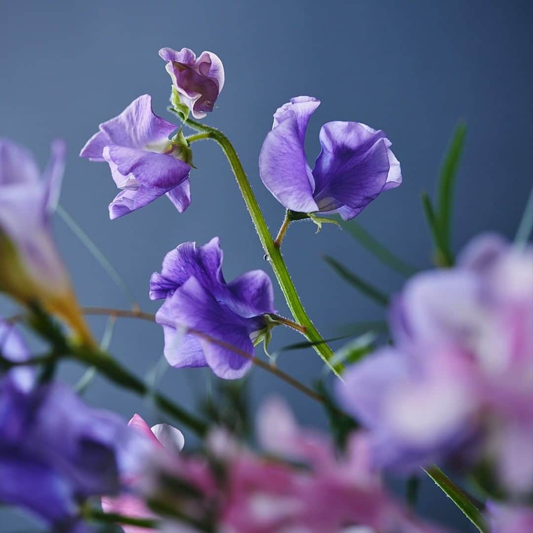 青山フラワーマーケットさんのインスタグラム写真 - (青山フラワーマーケットInstagram)「香りの花が豊富な季節になりました。 　 部屋に飾ると、フレグランスのように、でもさりげなく、空間を香りで満たしてくれる。 　 「花って、いい匂い」 そう再認識させてくれる香りの花は、感性を刺激して心を豊かにしてくれる気がします。 　 愛のイベントが続く2月・3月は、プレゼントにも。 香りは記憶に残るから。 　 ▼花材 #フリージア（#ブルーシー） #スイートピー #ミント #ユーカリ（#ニッコリー） #ローズゼラニウム 　 ▼花瓶 【HOLME GAARD】Primula Vase plum H12.5　8,250円  #anemone #春の花 #旬の花 #季節を楽しむ #花とおうち時間 #花を楽しむ #花のある暮らし #花のある日常 #花の飾り方 #花を飾る #花を飾ろう #花を飾る生活 #花 #aoyamaflowermarket #青山フラワーマーケット #livingwithflowerseveryday」2月1日 8時10分 - aoyamaflowermarket