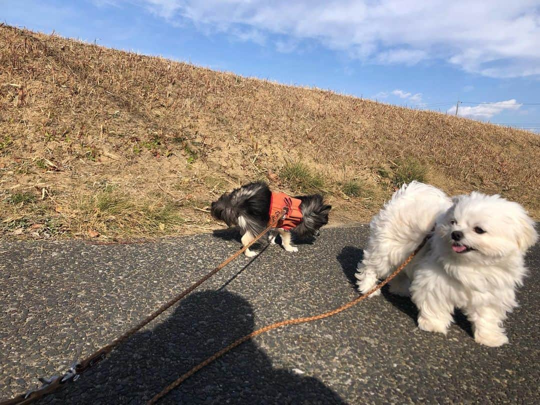 小野真弓さんのインスタグラム写真 - (小野真弓Instagram)「こんにちは☺️🍃 風がつよーい💨 久しぶりのハナハルさんぽ🦝🐏✨ 向かい風もなんのその〜 おおはしゃぎでした😆🐾  わんこたちも おかーさんと運命共同体で、 自宅療養につき合わされ、、 散歩に暫く行けず。 ごめんねぇ😢  おかーさんは、 昨日より今日の方が元気😆 一日一日、回復を感じます✨ 臭覚はまだ無いけど、 味覚は、ほんのすこし❓気のせいか❓ ってレベルで回復したよーな。してないよーな。😂  今日から2月なんですねぇ🌸 まだまだ寒い日が続くと思いますので、 皆様も、くれぐれも お身体ご自愛くださいね☺️  #チワワ#ハナちゃん #チワマル#ハルくん #雑種猫兄妹#アオくん#ナナちゃん #お泊まり猫#ちりんくん #犬と猫のいる暮らし#わんさんぽ風景#犬猫日記 #病み上がりかーさん 🐾 #トライアルまでしばらく預かり #ちーずくん#まーがりんくん  #家族募集猫 #黒猫#くーちゃん 🐈‍⬛ 人馴れ修行中、黒猫くーちゃん✨ おこりんぼは、もうやめたんですって🥺❤️ 近くで写真撮っても、おこらにゃーい😆✨  触られるのは苦手だけど、 人間と共存しても良いよ、 って感じには思ってくれてる気がします🥺🥲❤️  なでなで訓練のお決まりの時間には、 ちゃんと出てきて ちゅーる待ちとかしちゃって、 ツンデレ💘 可愛い可愛い可愛いよ😍」2月1日 15時10分 - hanaharuaroi