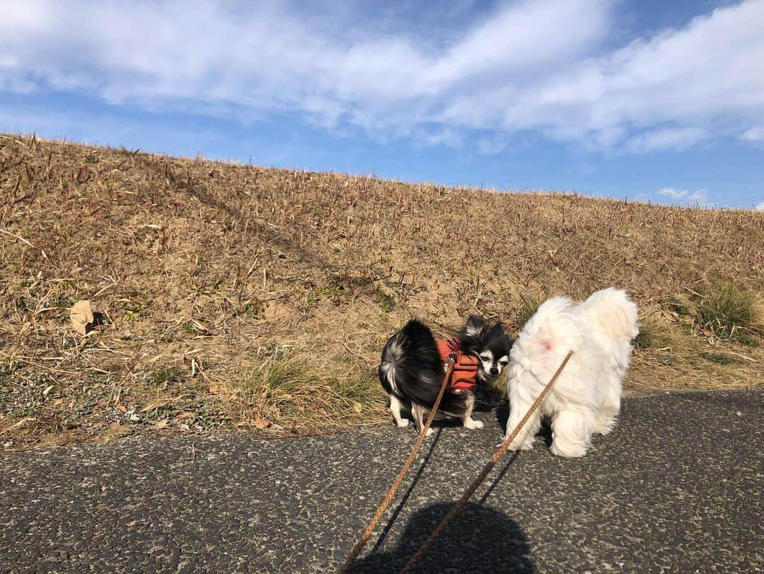 小野真弓さんのインスタグラム写真 - (小野真弓Instagram)「こんにちは☺️🍃 風がつよーい💨 久しぶりのハナハルさんぽ🦝🐏✨ 向かい風もなんのその〜 おおはしゃぎでした😆🐾  わんこたちも おかーさんと運命共同体で、 自宅療養につき合わされ、、 散歩に暫く行けず。 ごめんねぇ😢  おかーさんは、 昨日より今日の方が元気😆 一日一日、回復を感じます✨ 臭覚はまだ無いけど、 味覚は、ほんのすこし❓気のせいか❓ ってレベルで回復したよーな。してないよーな。😂  今日から2月なんですねぇ🌸 まだまだ寒い日が続くと思いますので、 皆様も、くれぐれも お身体ご自愛くださいね☺️  #チワワ#ハナちゃん #チワマル#ハルくん #雑種猫兄妹#アオくん#ナナちゃん #お泊まり猫#ちりんくん #犬と猫のいる暮らし#わんさんぽ風景#犬猫日記 #病み上がりかーさん 🐾 #トライアルまでしばらく預かり #ちーずくん#まーがりんくん  #家族募集猫 #黒猫#くーちゃん 🐈‍⬛ 人馴れ修行中、黒猫くーちゃん✨ おこりんぼは、もうやめたんですって🥺❤️ 近くで写真撮っても、おこらにゃーい😆✨  触られるのは苦手だけど、 人間と共存しても良いよ、 って感じには思ってくれてる気がします🥺🥲❤️  なでなで訓練のお決まりの時間には、 ちゃんと出てきて ちゅーる待ちとかしちゃって、 ツンデレ💘 可愛い可愛い可愛いよ😍」2月1日 15時10分 - hanaharuaroi