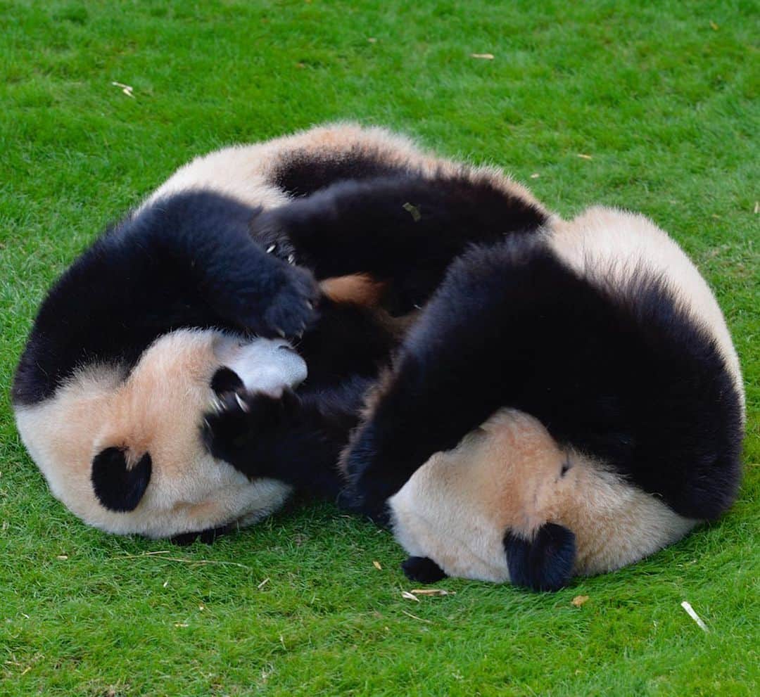 パンダ（白浜）さんのインスタグラム写真 - (パンダ（白浜）Instagram)「Thanks, Love, Origin of HELLO PANDA #桜浜 #桃浜　🌸🍑 #cutepanda #giantpanda #ジャイアントパンダ　#赤ちゃん #baby #funny #panda #パンダ #pandababy #pandas #cute #animal #animals #zoo #baby #love #adventureworld #アドベンチャーワールド ⭐︎ #pandamentalcosplay」2月2日 1時08分 - hellopanda_book
