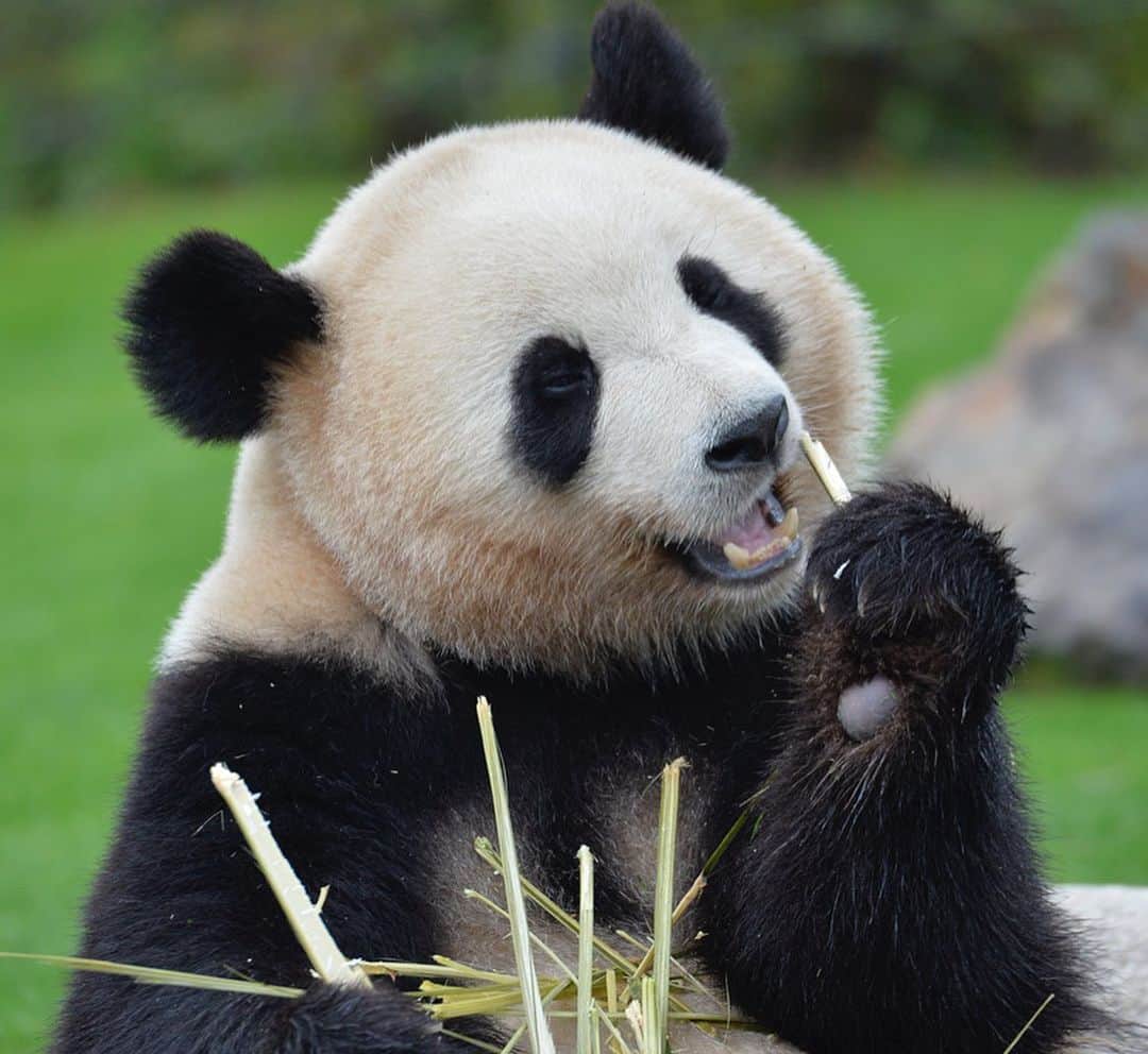 パンダ（白浜）さんのインスタグラム写真 - (パンダ（白浜）Instagram)「Thanks, Love, Origin of HELLO PANDA #桜浜 #桃浜　🌸🍑 #cutepanda #giantpanda #ジャイアントパンダ　#赤ちゃん #baby #funny #panda #パンダ #pandababy #pandas #cute #animal #animals #zoo #baby #love #adventureworld #アドベンチャーワールド ⭐︎ #pandamentalcosplay」2月2日 1時08分 - hellopanda_book