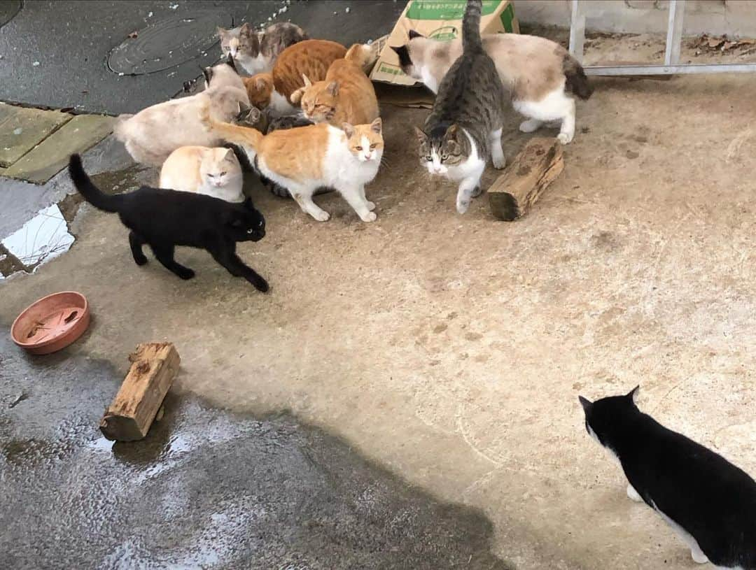 小野真弓さんのインスタグラム写真 - (小野真弓Instagram)「先日行いました、 とある地域での、地域猫活動。 立ち上げ第一回目、 一斉TNRのお話です🐈🐾  時々、猫についての相談を頂くこともあり、 気になるけど何をして良いかわからない、といった方の何かの参考に少しでもなれば幸いです。備忘録も兼ねて記させて頂きます✏️  【今回一斉捕獲した24匹の猫たち】 ⬇️ 🐾全員避妊去勢手術 🐾20匹リリース （内2匹、療養後リリース） 🐾2匹入院中 🐾成猫1匹家族募集中 @wanbo_waka  ビスコくん 🐾仔猫1匹家族募集中。 @hattorimasumi ちょびくん  🐈🐈‍⬛🐈🐈‍⬛🐈 お外はやっぱり過酷😢 一見、ご飯も貰えてる様子で、 遠目だと見た目も綺麗に見えていた猫たちでしたが、 実際近くで見てみると、、 みんな風邪をひいていたり、痩せすぎていたり、、 中には、遺伝性の病気があって、 そのままでは、お外の過酷な生活には耐えられない状態の子も。  餌やりしているお爺さんは、 猫のことが大好きで、可愛いと思っているご様子ではありますが、、 何となく餌やりしているうちに、 気づけば、たくさん増え、 近親交配で遺伝の病気の子も産まれ、餌も足りず、痩せて風邪をひいている状態でした。  こういった場所を見つけると、、 餌やりしている人が悪い！！ 餌やり禁止！という流れになりがちかと思いますが、、  それでは何も解決しません。🙅‍♀️  既にいる猫たちの 餌やりを禁止したところで、 猫たちは、お腹を空かせて彷徨い、 ゴミを漁ったり人間にとっての困りごとを増やします。 そして、ダメだと言うと、 こっそり餌やりをする人間も出てきて収拾のつかない事になります🥺  本当はみんな保護して家族を見つけてあげたい🥺 それが1番良いし、 そうできたらと思いますが😭 そうもいかないのが現実。。  この地域では、 みんなで【地域猫活動】をはじめることにしました。  避妊去勢手術をして 今いる子たちが一代限りの命を全うするのを、地域のみんなで見守る。 といった活動です。 地域ぐるみで活動する事により、正しい飼い方の周知活動にも、つながります。  猫の問題🟰地域の人間の問題。  こう捉えて、 猫好きも、猫嫌いも 皆んなでしっかり話し合いをし、 餌やり、トイレなど、 ルールを作って活動していきます。 猫に纏わる人間同士のトラブルにも対応します。 （自治体によっては助成金を出しているところもあります。調べてみてください）  そもそも 猫は野生動物ではありません🥲 お外にいる猫は、 人間が増やしてしまった子たちです。 お外は本当に危険がいっぱい。 近親交配により悲しい命も産まれてしまいます。  🐾室内飼い、🐾避妊去勢  これが当たり前に なってほしい🥺  猫にとっても、人にとっても、 暮らしやすい環境作り をイメージして、、 引き続き地道に、私も周知活動を続けていきたいと思います。  お外の猫が気になっている方は、 是非、ご自身の住むエリアでの 地域猫活動について 考えてみて頂けたら嬉しいです。 それぞれの地域での活動が増えたら、 保護される子もぐっと減ると思います。  #地域猫活動 #tnr  #仲間#感謝 @wanbo_waka  @soramame723newspaper  @moimoi_co @mu_osa  ルマンド ビスコ サブレ ラムネ オレオ  アポロ チロル プリン ミルキー ブッセ  キャンディ クッキー コロン セサミ チェルシー  ちょび もふやま はんにゃ ねず ボスコ  とらじ のらくろ ふさ」2月2日 21時09分 - hanaharuaroi