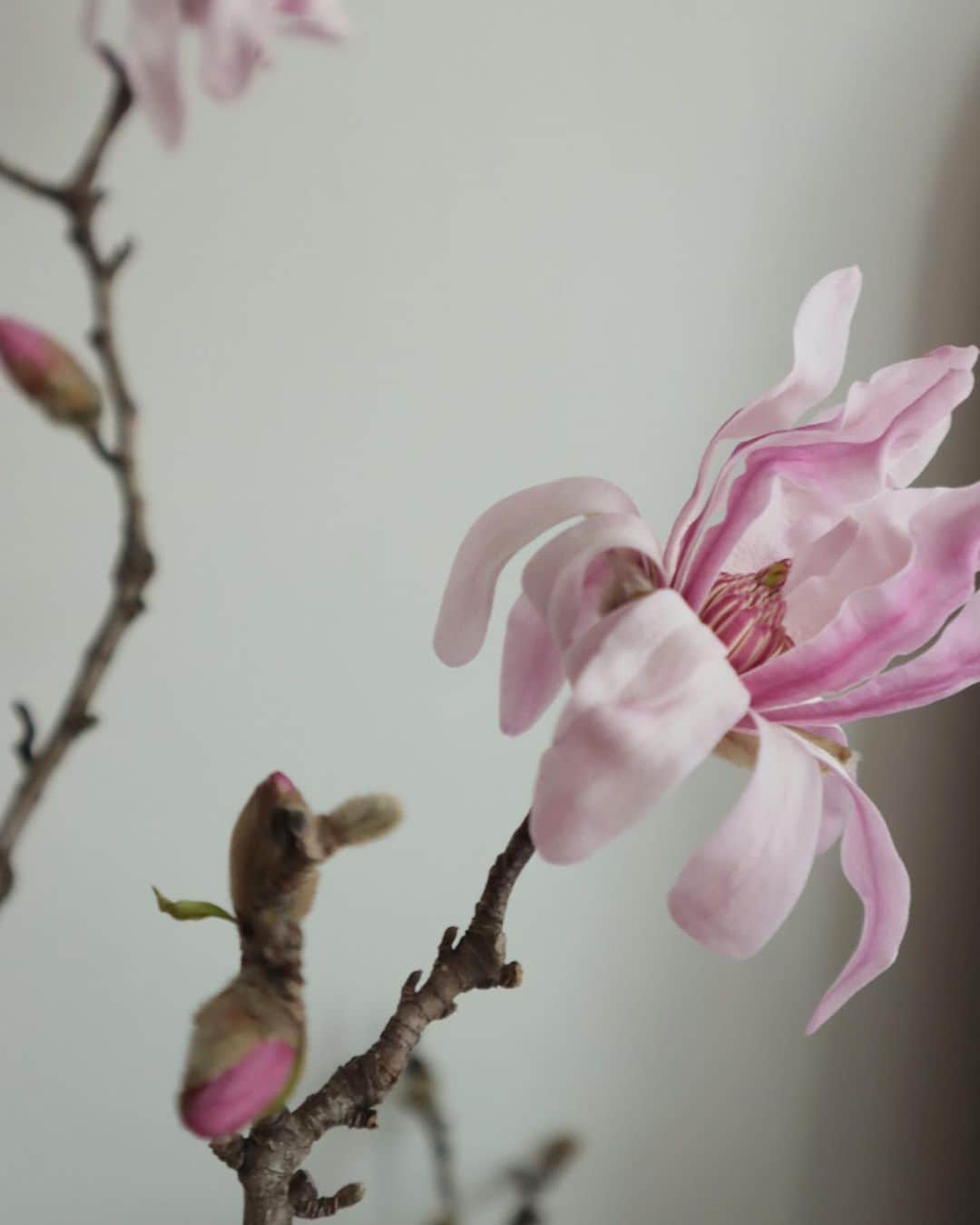 masakiさんのインスタグラム写真 - (masakiInstagram)「fri.3 Feb.2023 おはよう 姫コブシがぽんぽんぽーん！ たくさん咲いたので 枝をわけてツェツェの花器に。 早起きして花に触れる時間は 本当に大切。 辛いときも心がざわざわするとき、 すべて花が助けてくれました。  さて、今日は忙しいよー 12:00からインスタライブ そのあとデザイン打ち合わせ 今夜20:00オンラインストア新作登場 ファイナルセールもはじまるよ☆ そして明日の準備 明日はクロスでピューター展です！ ぼぼちゃんはこのあとヅラあわせと衣装合わせ そして大事な本番も控えてますのよ。」2月3日 8時50分 - mogurapicassowols
