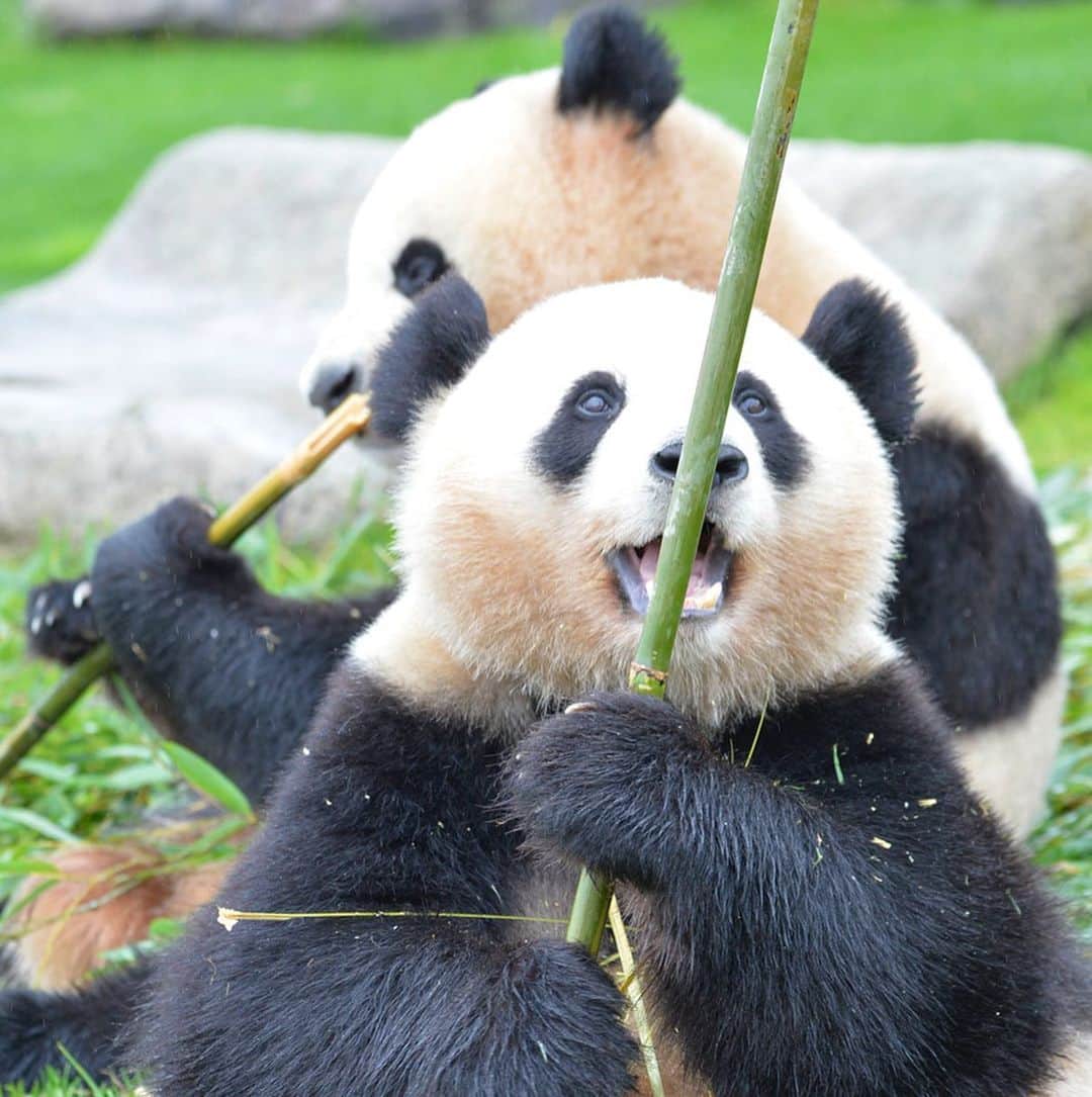 パンダ（白浜）さんのインスタグラム写真 - (パンダ（白浜）Instagram)「Thanks, Love, Origin of HELLO PANDA #桜浜 #桃浜　🌸🍑 #cutepanda #giantpanda #ジャイアントパンダ　#赤ちゃん #baby #funny #panda #パンダ #pandababy #pandas #cute #animal #animals #zoo #baby #love #adventureworld #アドベンチャーワールド ⭐︎ #pandamentalcosplay」2月3日 11時01分 - hellopanda_book