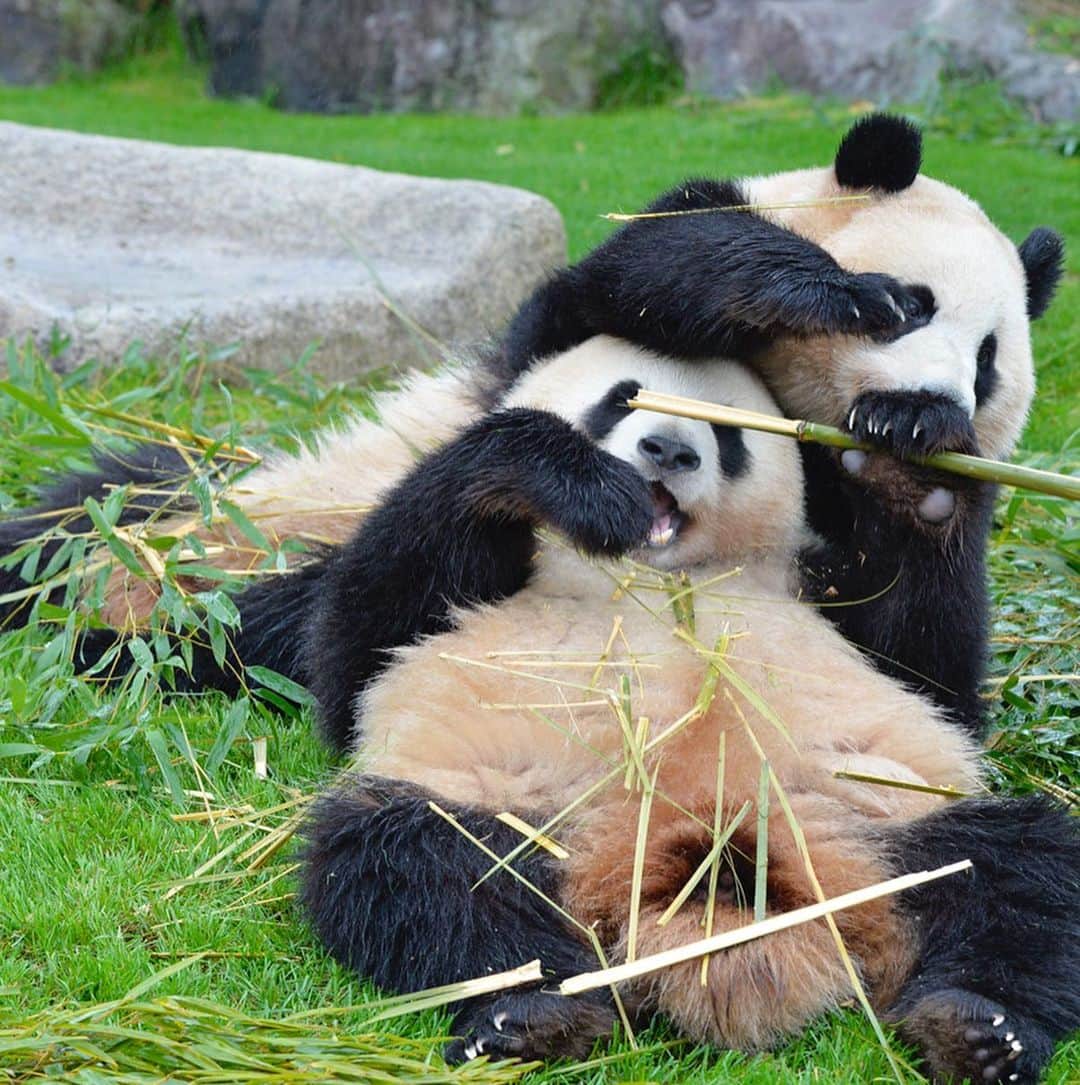 パンダ（白浜）さんのインスタグラム写真 - (パンダ（白浜）Instagram)「Thanks, Love, Origin of HELLO PANDA #桜浜 #桃浜　🌸🍑 #cutepanda #giantpanda #ジャイアントパンダ　#赤ちゃん #baby #funny #panda #パンダ #pandababy #pandas #cute #animal #animals #zoo #baby #love #adventureworld #アドベンチャーワールド ⭐︎ #pandamentalcosplay」2月3日 11時01分 - hellopanda_book