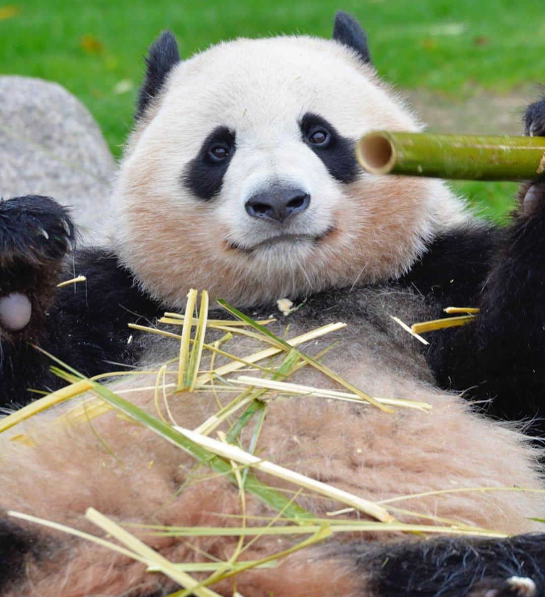 パンダ（白浜）さんのインスタグラム写真 - (パンダ（白浜）Instagram)「Thanks, Love, Origin of HELLO PANDA #桜浜 #桃浜　🌸🍑 #cutepanda #giantpanda #ジャイアントパンダ　#赤ちゃん #baby #funny #panda #パンダ #pandababy #pandas #cute #animal #animals #zoo #baby #love #adventureworld #アドベンチャーワールド ⭐︎ #pandamentalcosplay」2月4日 12時30分 - hellopanda_book