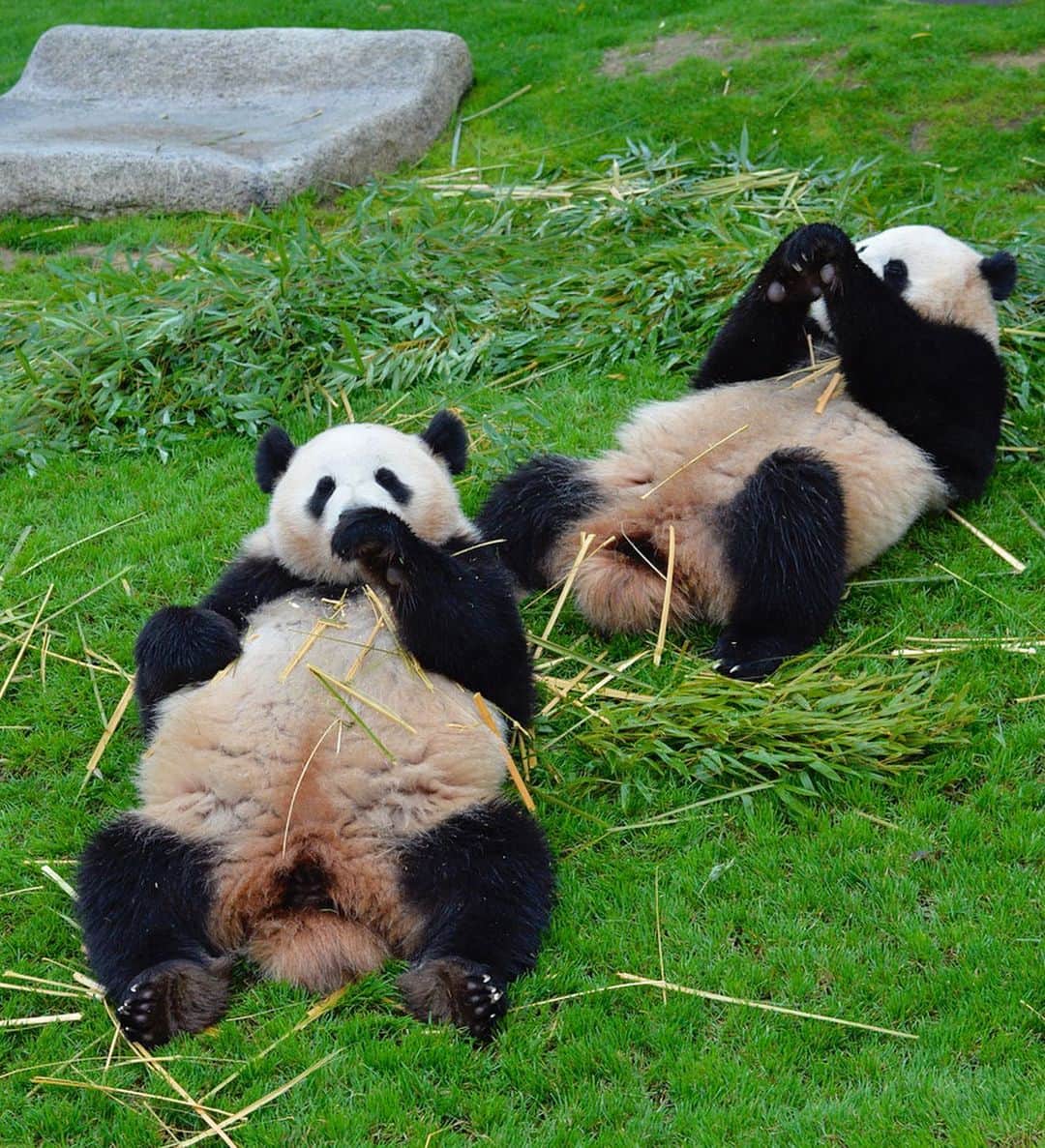 パンダ（白浜）さんのインスタグラム写真 - (パンダ（白浜）Instagram)「Thanks, Love, Origin of HELLO PANDA #桜浜 #桃浜　🌸🍑 #cutepanda #giantpanda #ジャイアントパンダ　#赤ちゃん #baby #funny #panda #パンダ #pandababy #pandas #cute #animal #animals #zoo #baby #love #adventureworld #アドベンチャーワールド ⭐︎ #pandamentalcosplay」2月4日 12時30分 - hellopanda_book