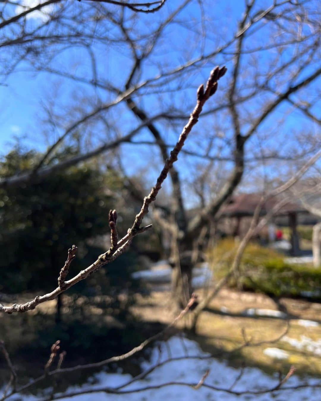 山田佳子さんのインスタグラム写真 - (山田佳子Instagram)「寒さの中にも春の兆しが見え始める季節になりました…☺️ ⁡ #立春 #春の始まり  #日が長くなってきた #春の兆し #心躍る #お散歩フォト  #2月4日」2月4日 20時09分 - yoshiko117