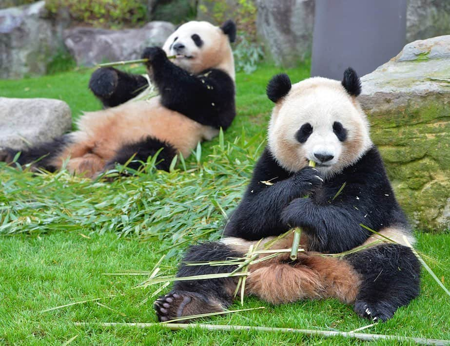 パンダ（白浜）さんのインスタグラム写真 - (パンダ（白浜）Instagram)「Thanks, Love, Origin of HELLO PANDA #桜浜 #桃浜　🌸🍑 #cutepanda #giantpanda #ジャイアントパンダ　#赤ちゃん #baby #funny #panda #パンダ #pandababy #pandas #cute #animal #animals #zoo #baby #love #adventureworld #アドベンチャーワールド ⭐︎ #pandamentalcosplay」2月5日 3時55分 - hellopanda_book